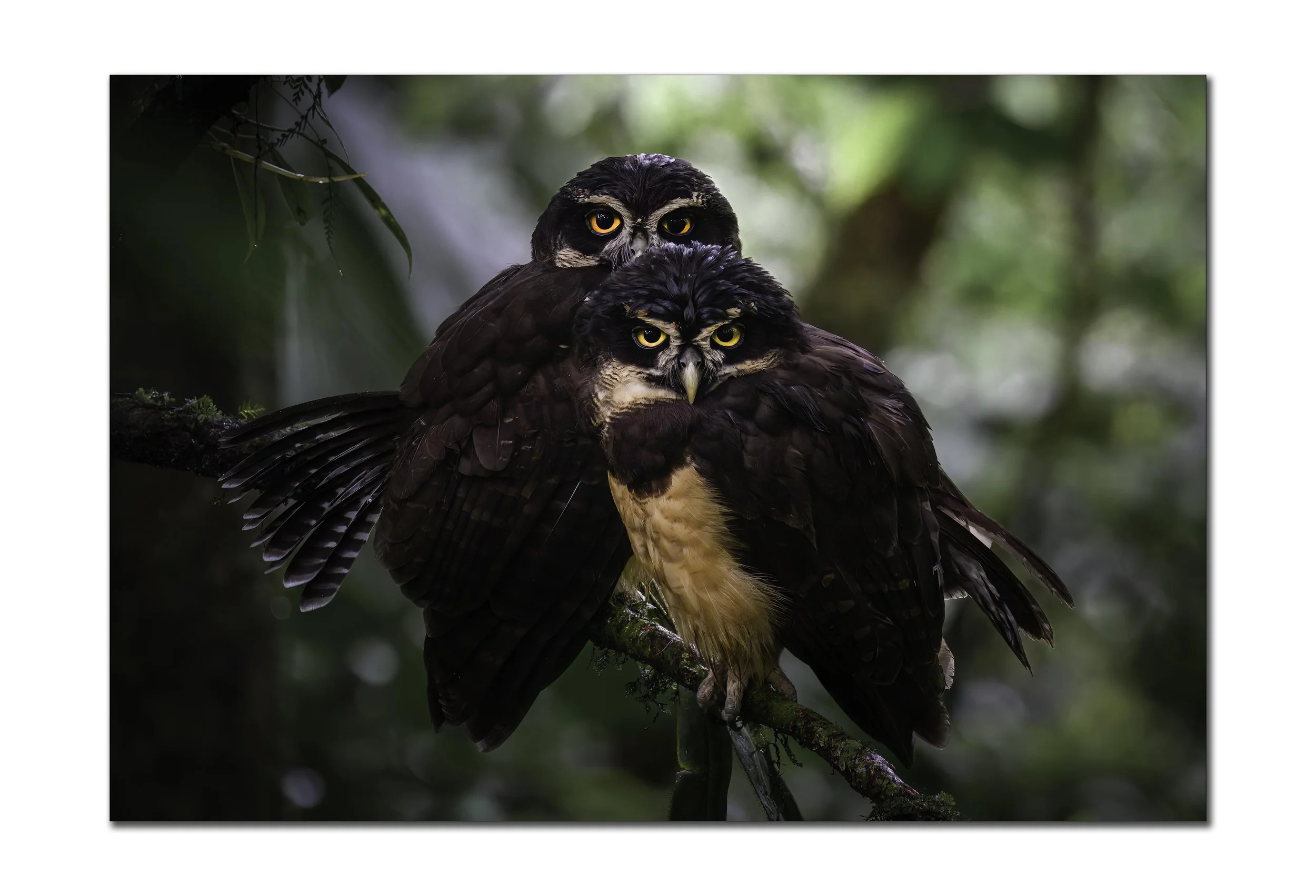Spider Owl Pair - 2.jpg