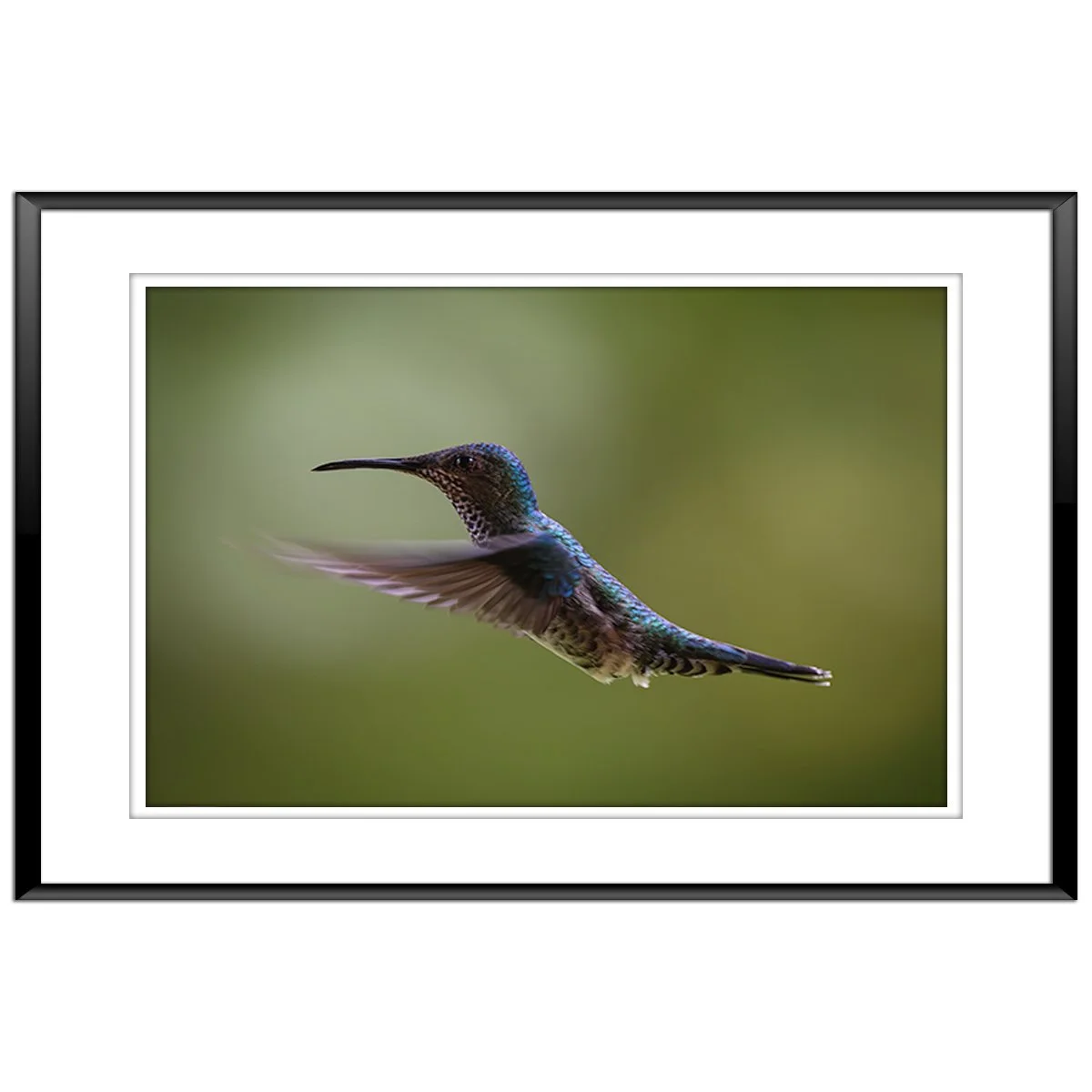 White-Necked Jacobin - Female