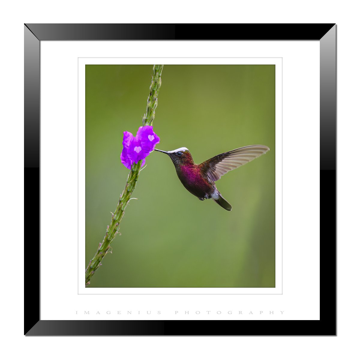 Snowcap Hummingbird