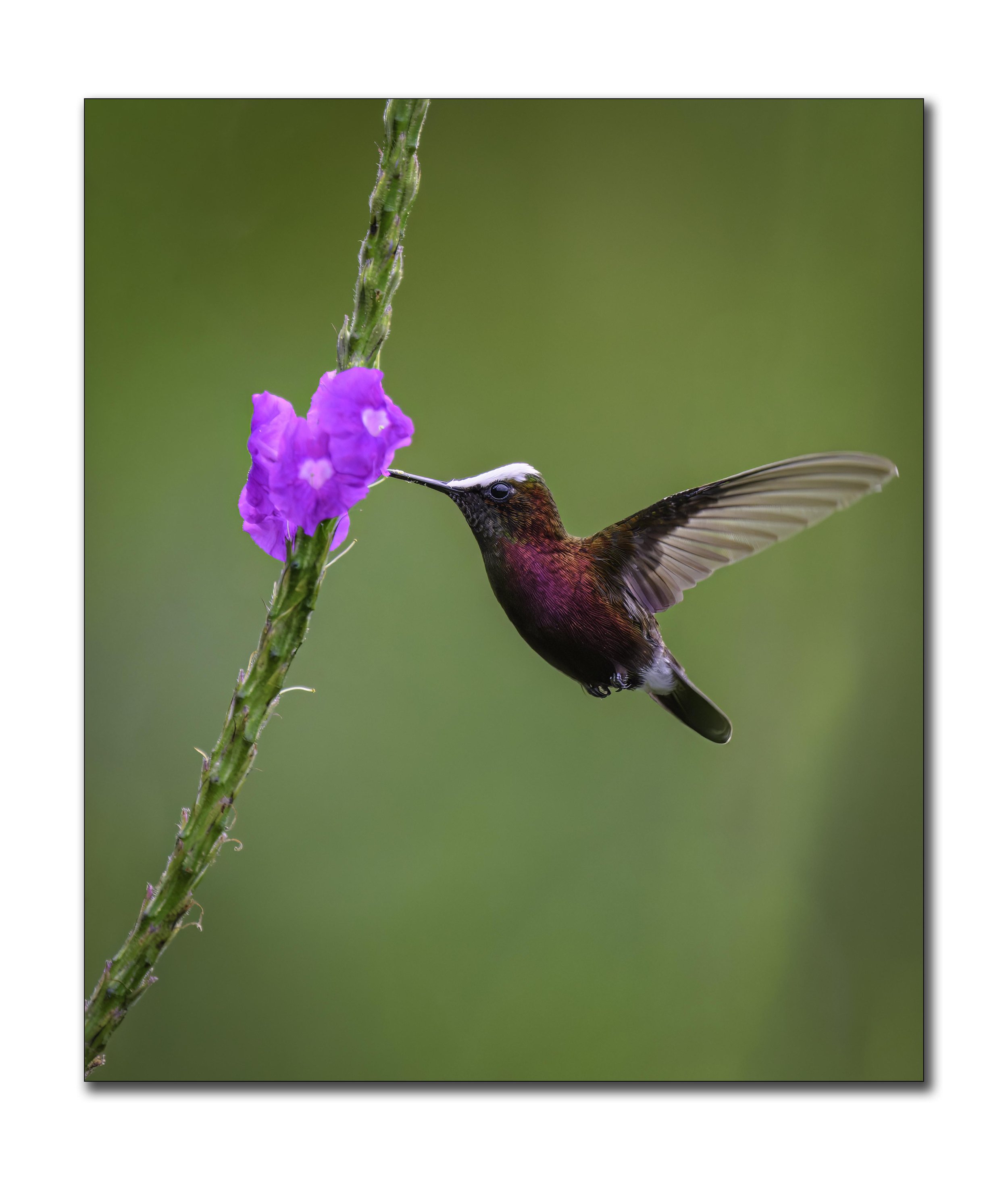 SnowCap - Hummingbird - 2.jpg