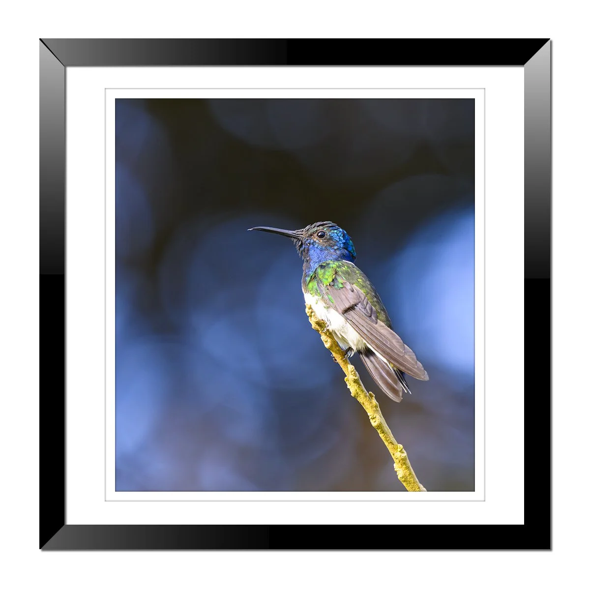 White-Necked Jacobin