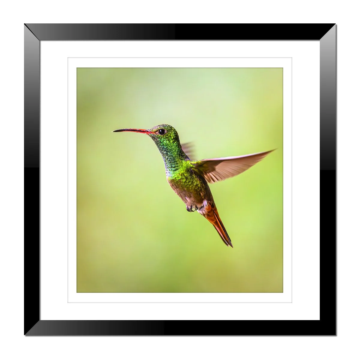 Rufous-Tailed Hummingbird