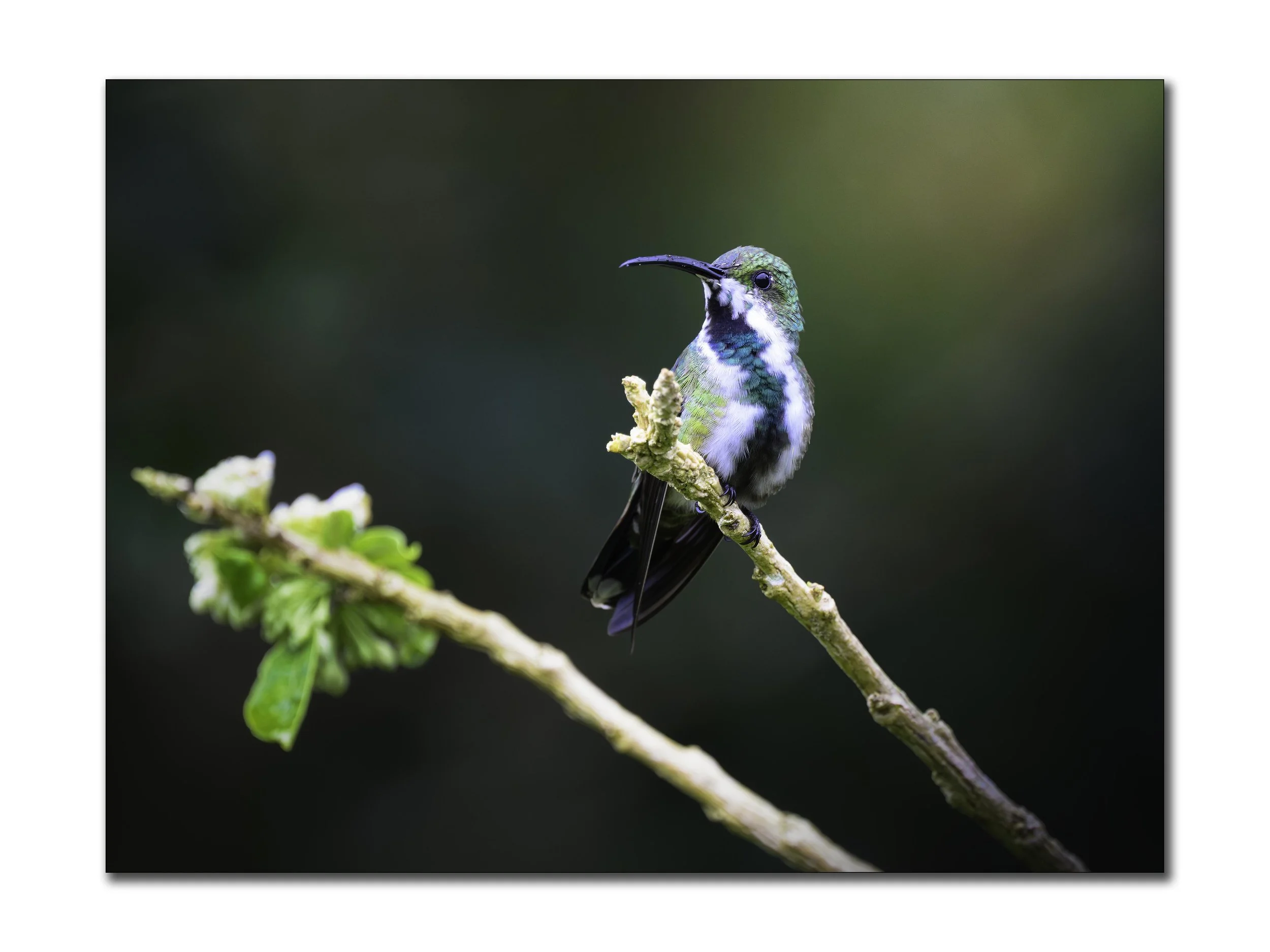 Green-Breasted Mango.jpg