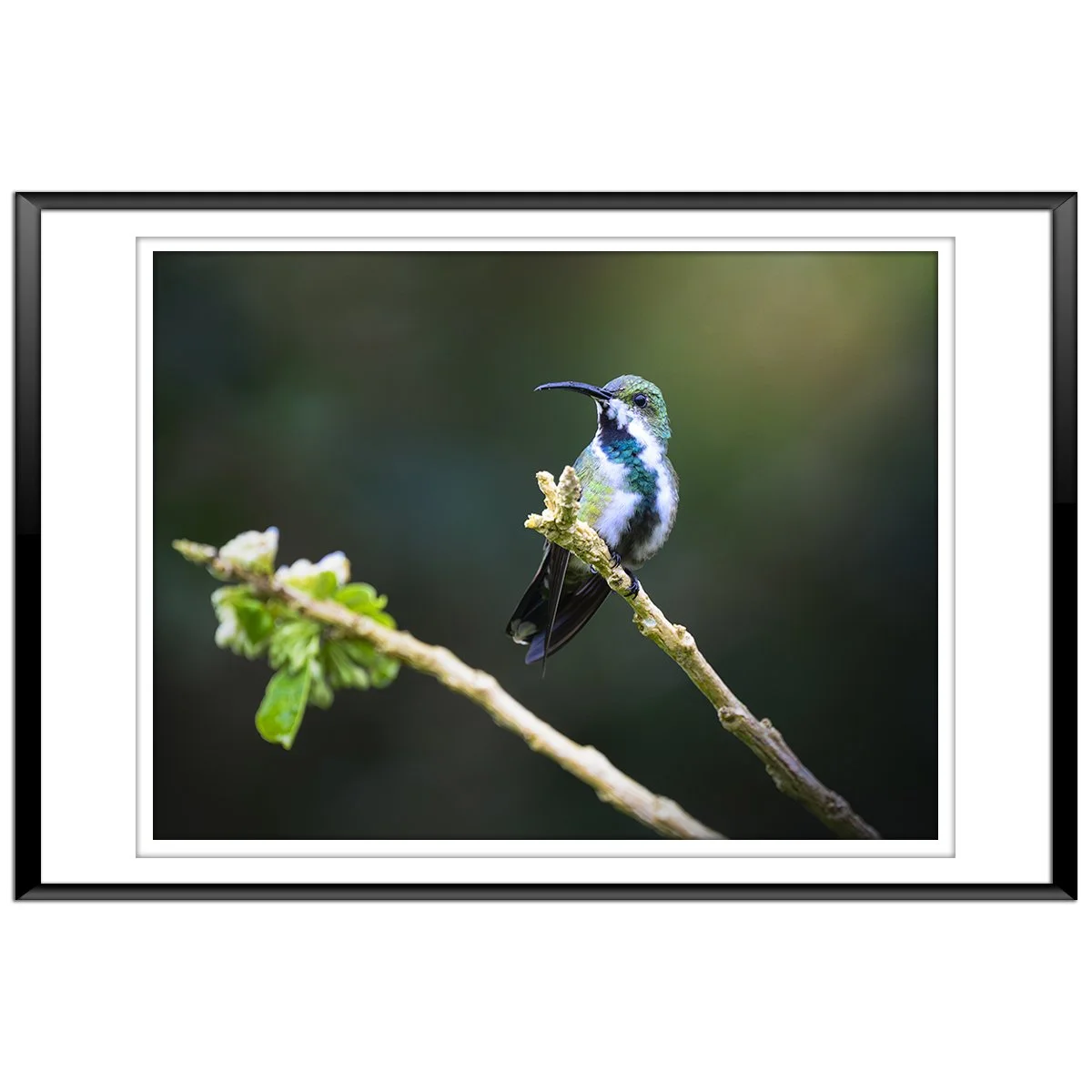 Green Breasted Mango