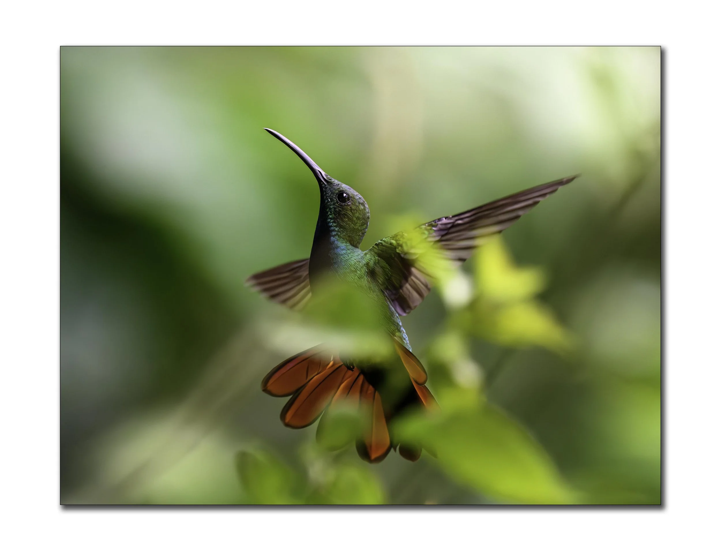 Rufous-Tailed Hummingbird - 4.jpg
