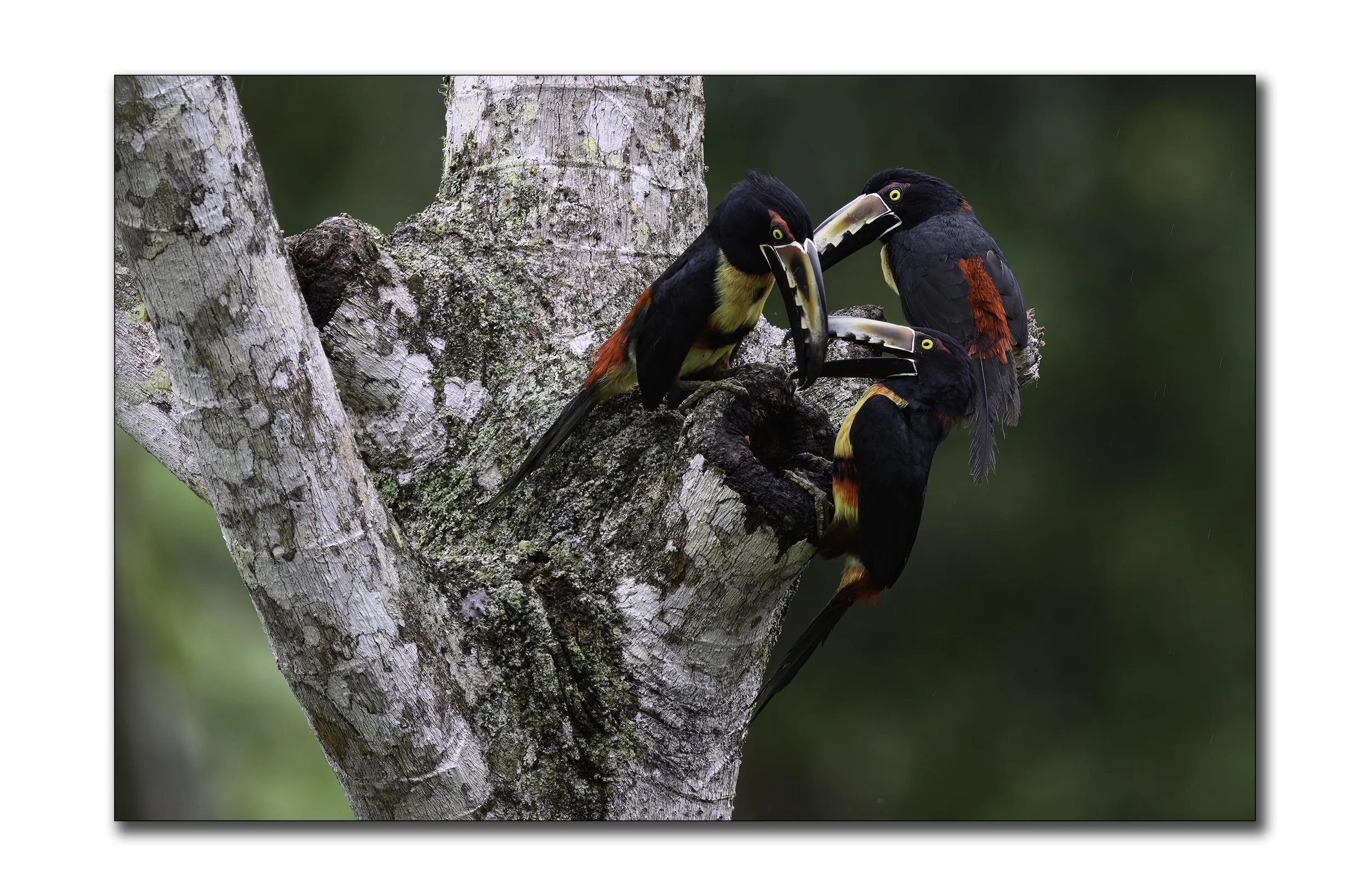 Collared Aracari Triplet.jpg