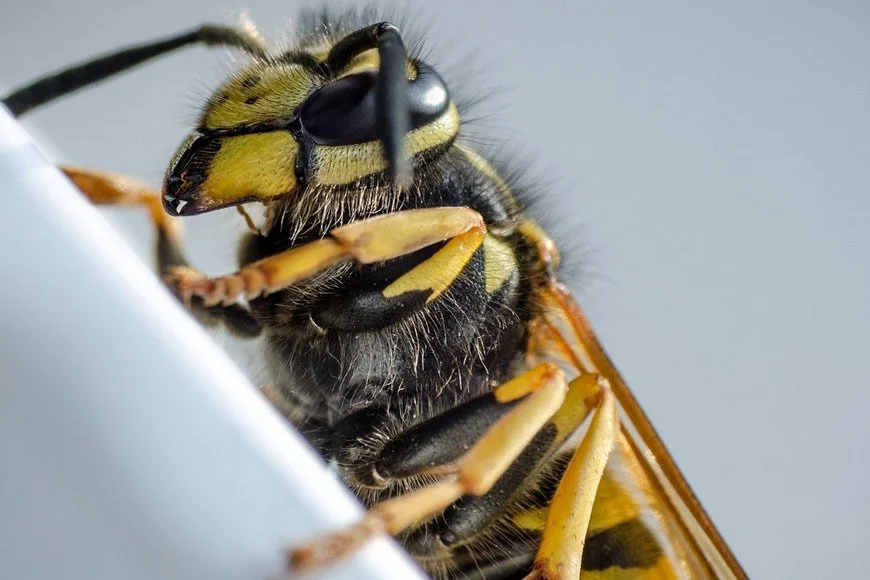 Close-up of a bee resting on a surface, showing detailed features of the head, eyes, and legs.