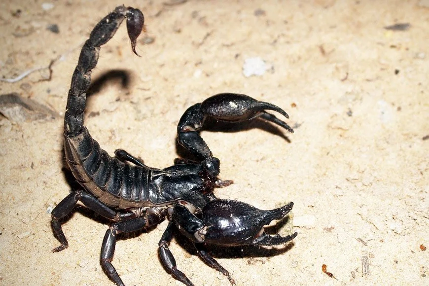 A black scorpion with a curved tail and pincers on a sandy surface.
