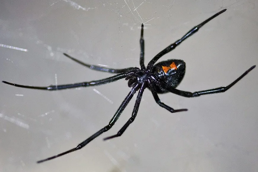 Close-up of a black widow spider with a red hourglass marking on its abdomen, hanging on a web.