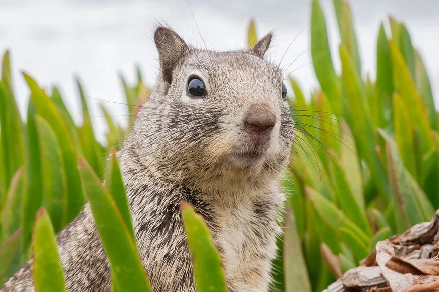 Close-up of a squirrel among green leaves with a blurred sky background.