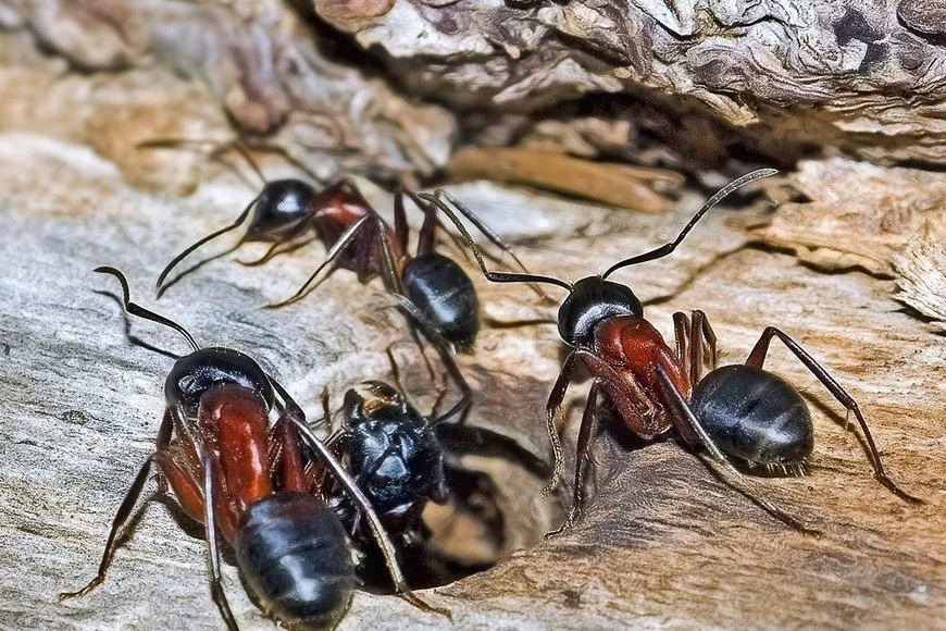 Three carpenter ants in a nest, one carrying a smaller ant, on a piece of weathered wood.