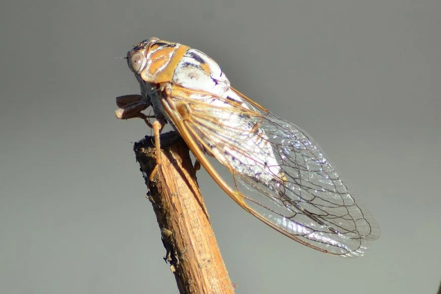 Close-up of a dragonfly perched on a thin, brown branch with a muted background.