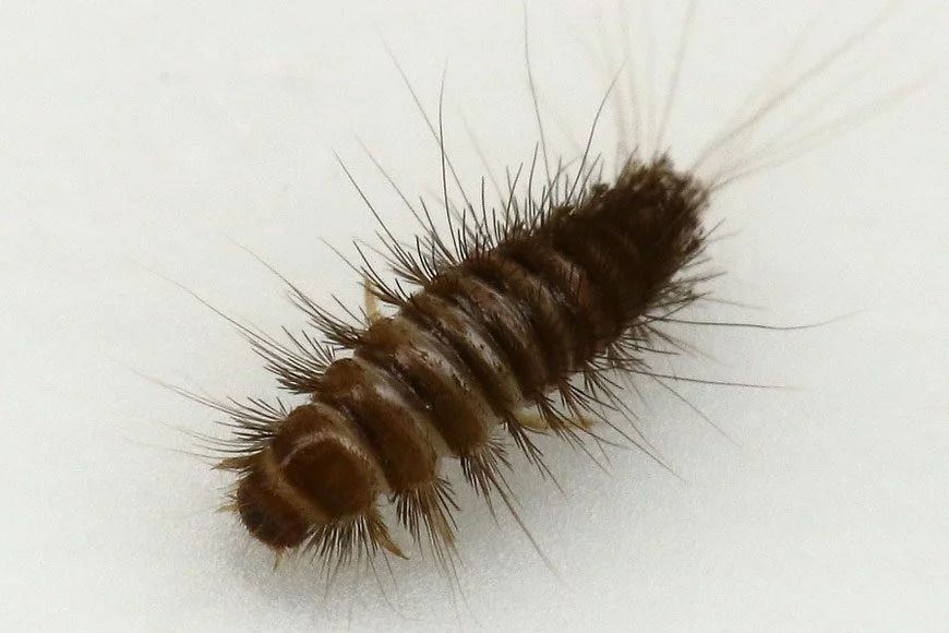 Close-up of a brown and black segmented millipede with numerous spiky legs on a white background.