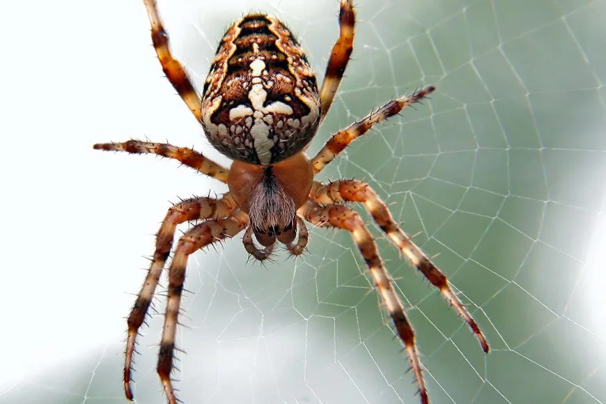 Close-up of a spider on its web, with an intricately patterned body and long, spindly legs.