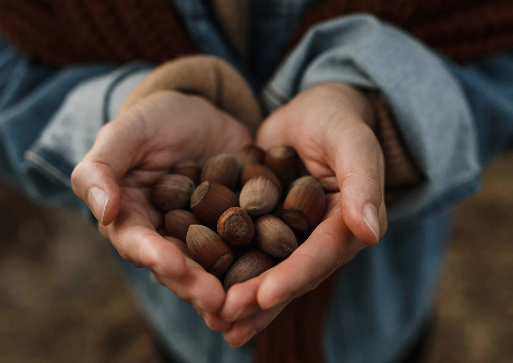 Person holding a handful of hazelnuts with both hands, wearing a gray jacket and a beige glove on one hand.