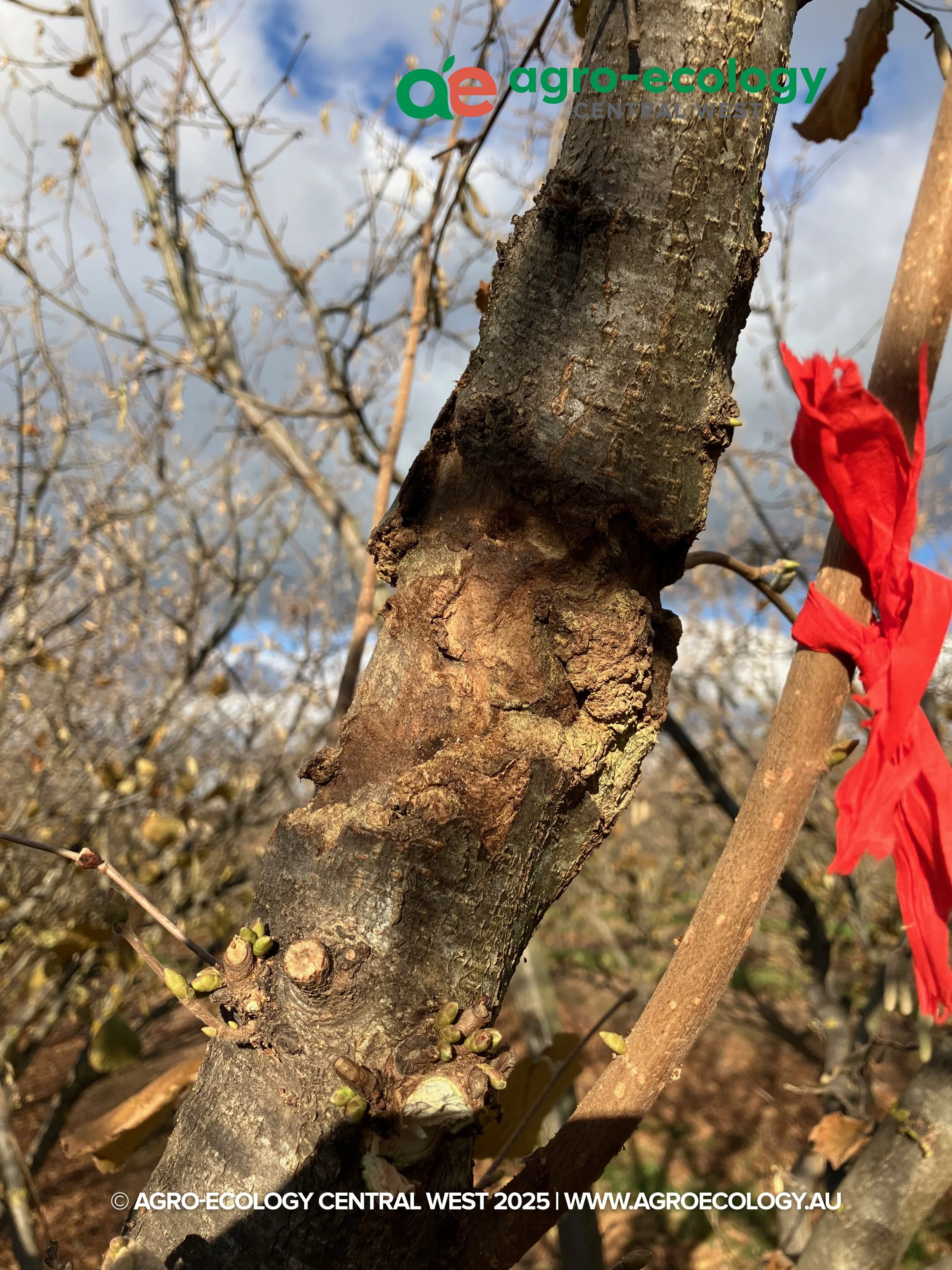 Close-up of tree branches with budding green leaves and small buds, with a red ribbon tied around a branch in the background. The sky is partly cloudy.