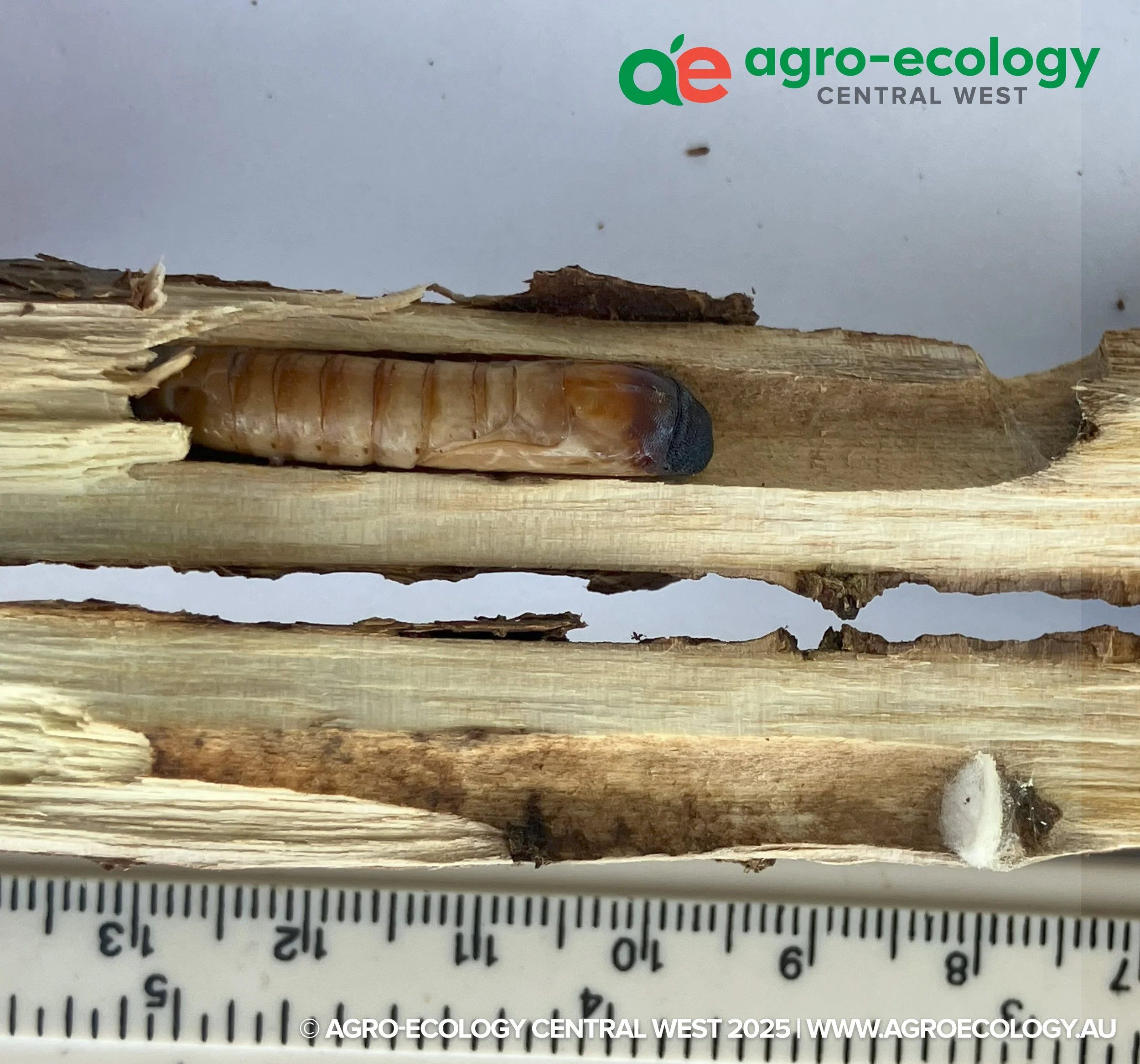 Close-up of a piece of wood with a beetle on top, against a background with company logo 'agro-ecology CENTRAL WEST', and a ruler for scale.