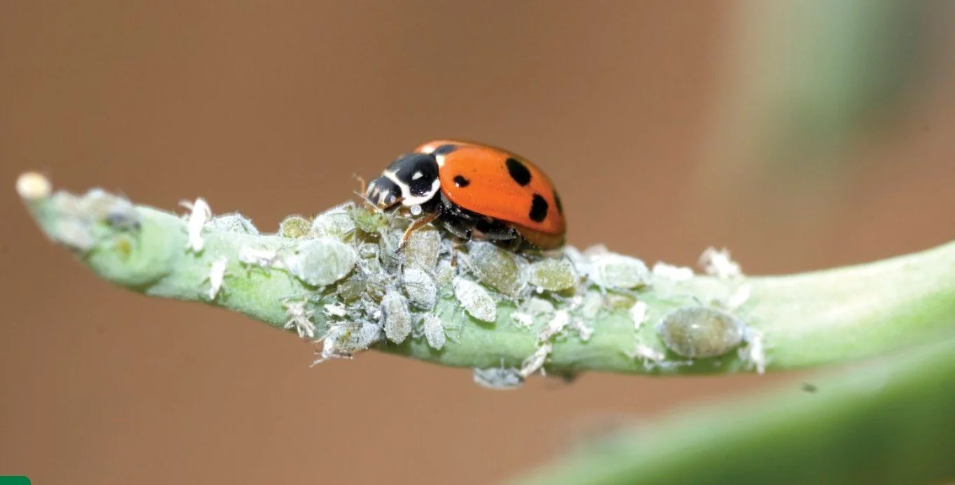 Close-up of a ladybug on a green plant stem with aphids and white waxy secretions.