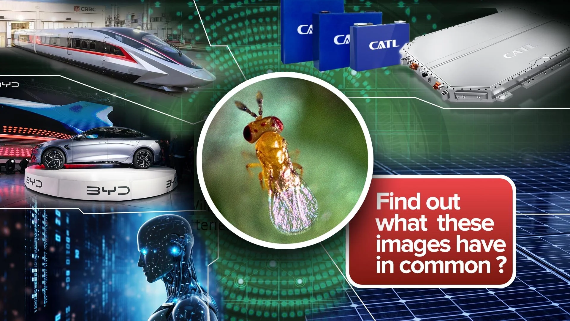 What do these images have in common ?