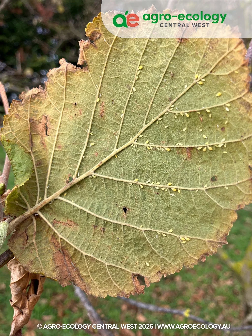 Hazelnut Aphids - Alert but not Alarmed