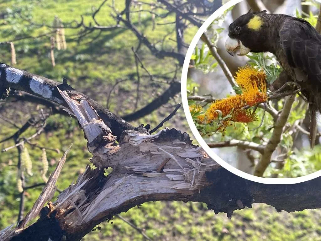 Hazelnut Tree Borer (HTB) : Double the Damage