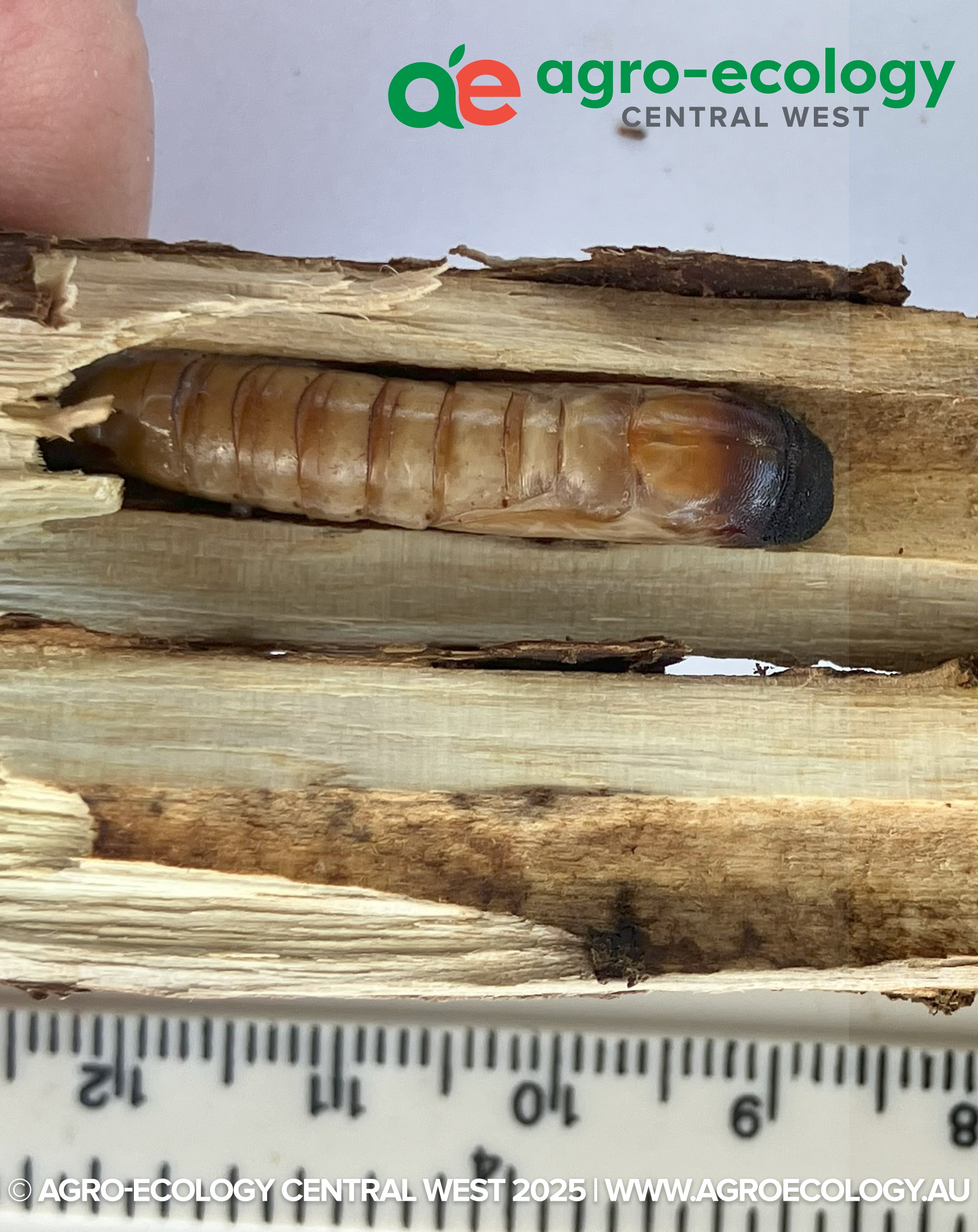 Close-up of a brown insect, possibly a larva or pupa, lying on a piece of wood with a ruler beneath for scale. The background features a logo and text related to agro-ecology.