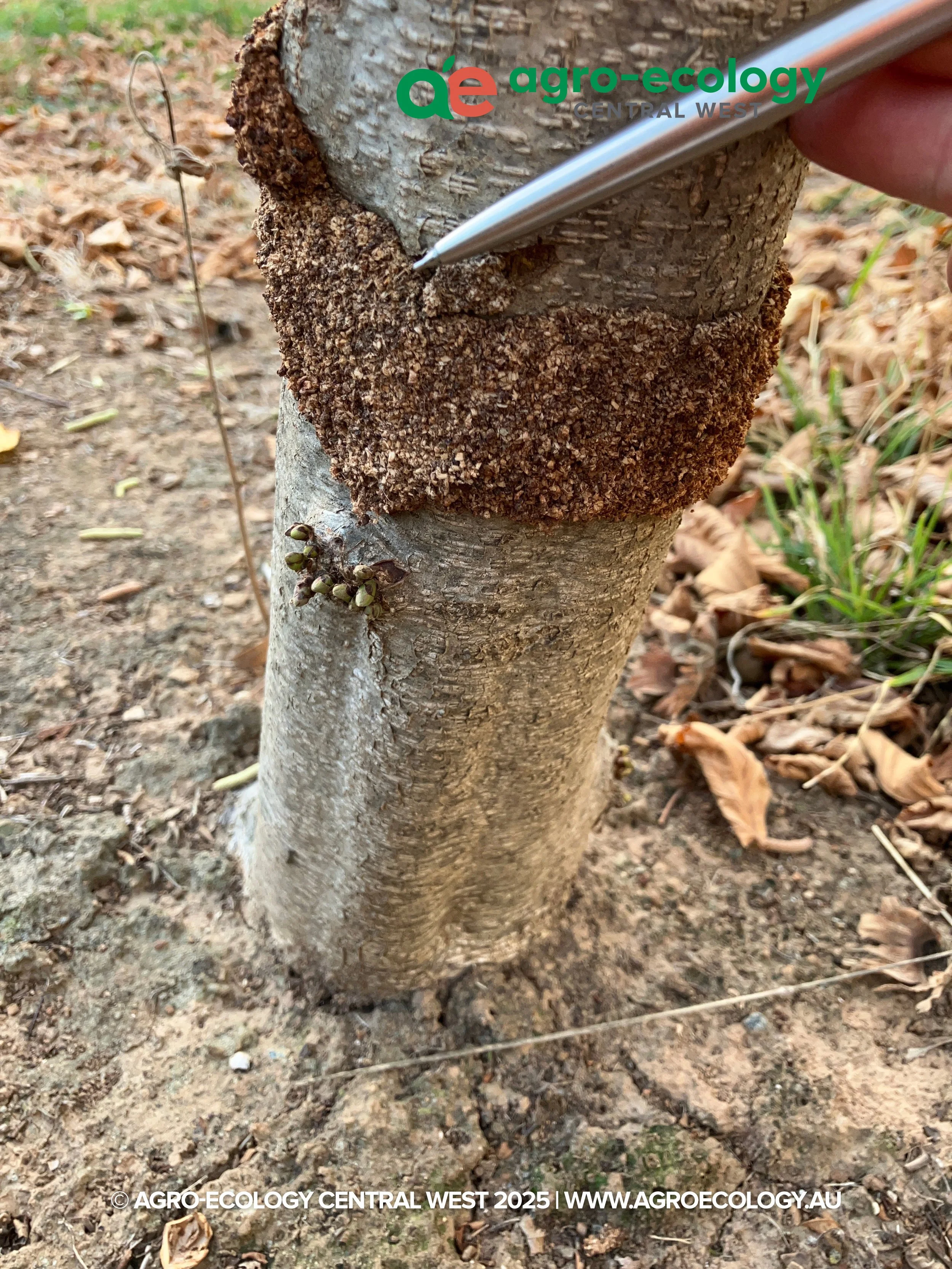 Close-up of a tree trunk with a large fungal growth on the side, and small green sprouting plants nearby on the ground.