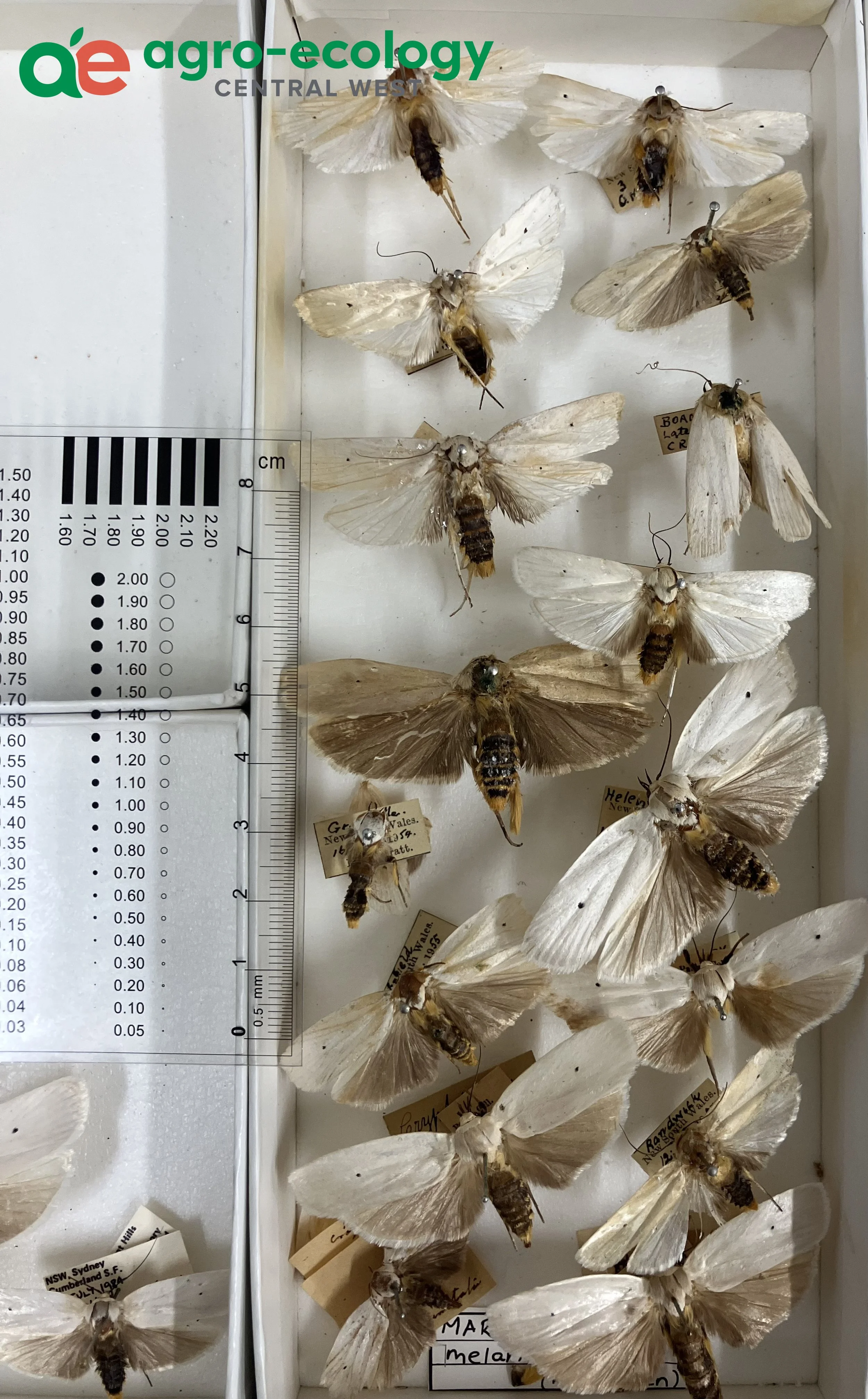 Display of various moth specimens pinned and labeled in a collection case, with a ruler for size measurement and a logo reading 'agro-ecology' in the top left corner.