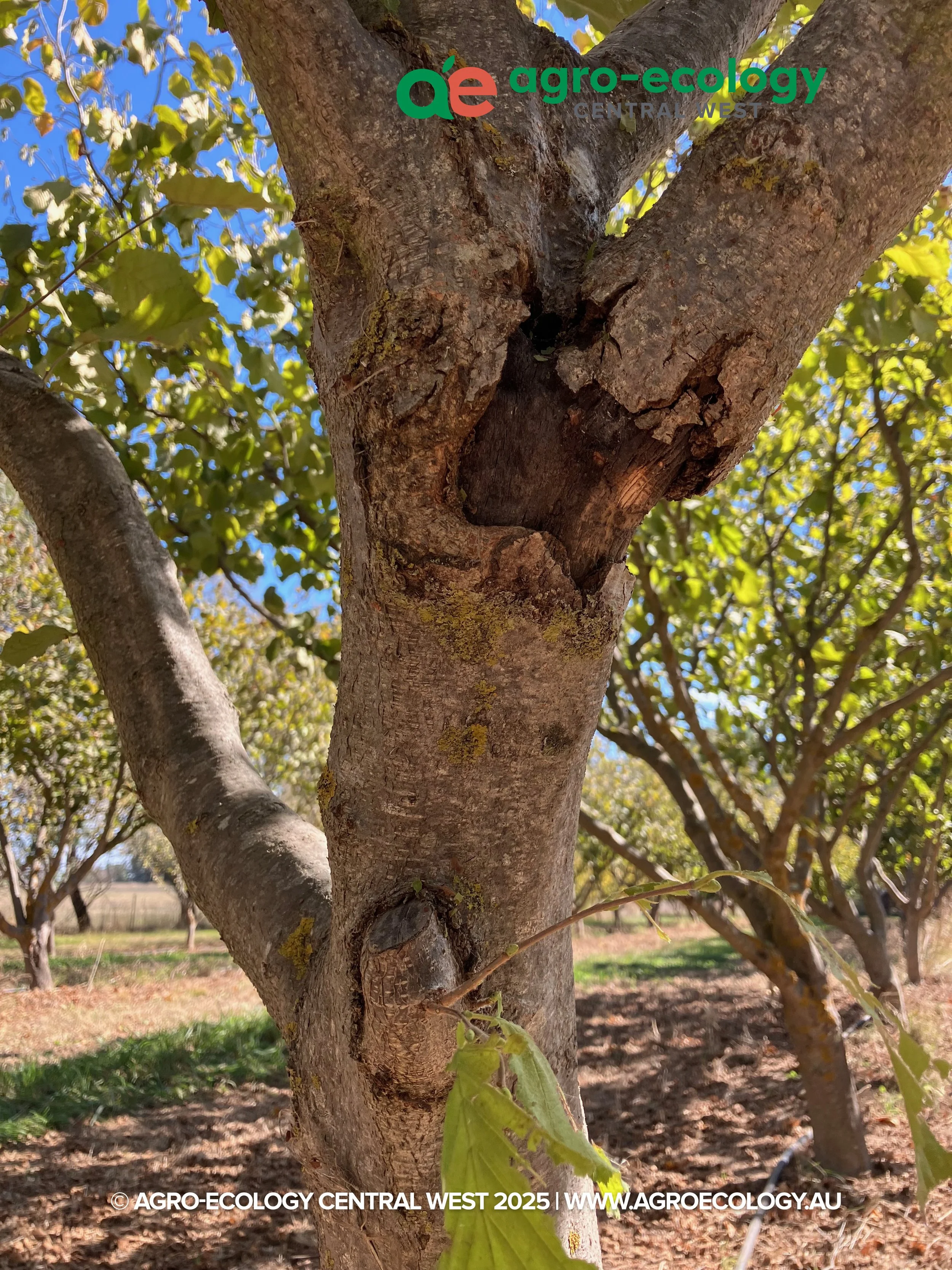 Close-up of a tree trunk with green leaves, blue sky, and other trees in the background, taken in an orchard.