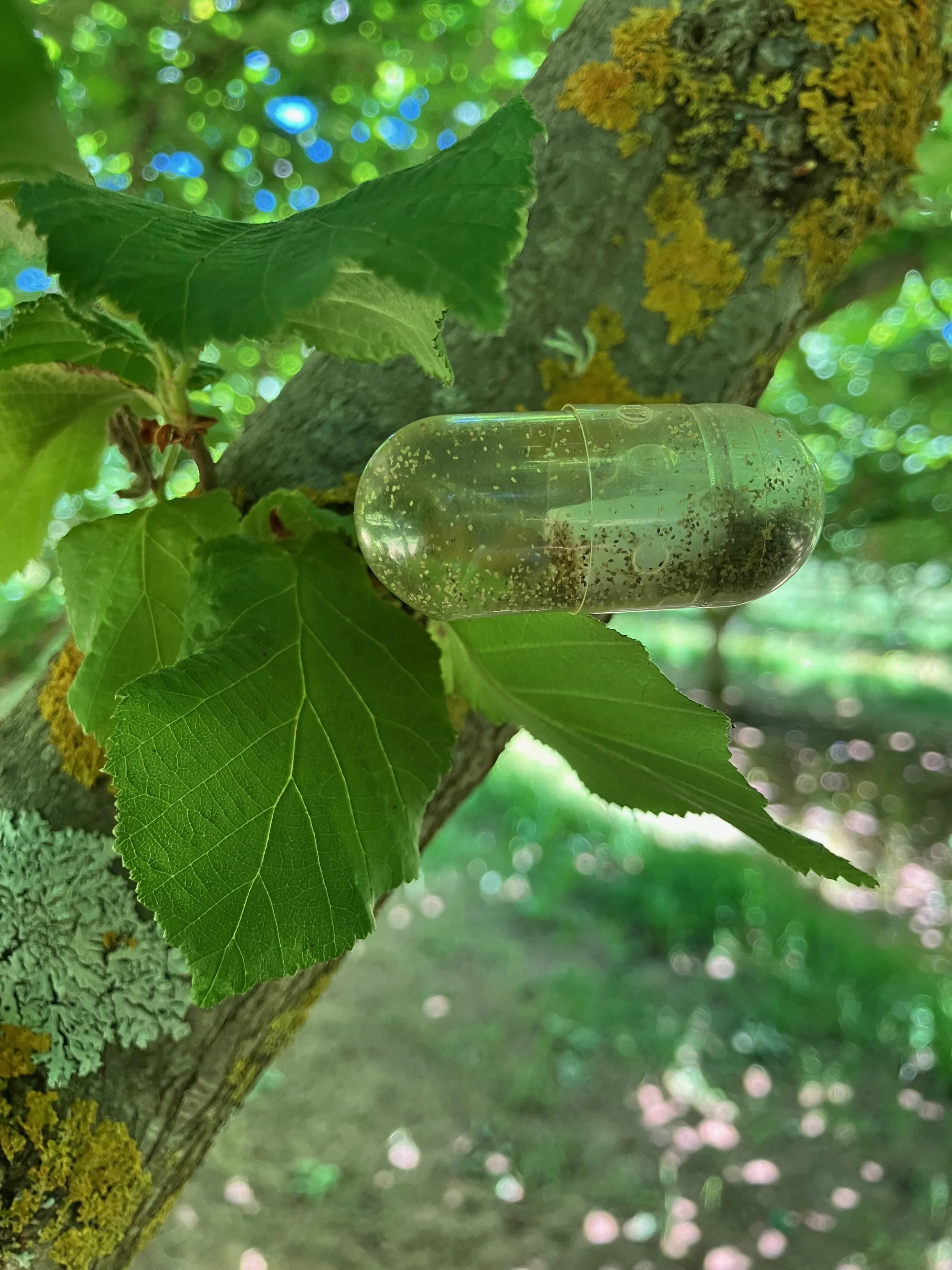 Close-up of a tree branch with green leaves and yellow lichen, a transparent container with dirt and tiny bugs attached to the branch, and a background of blurry green foliage with sunlight filters creating bokeh effects.