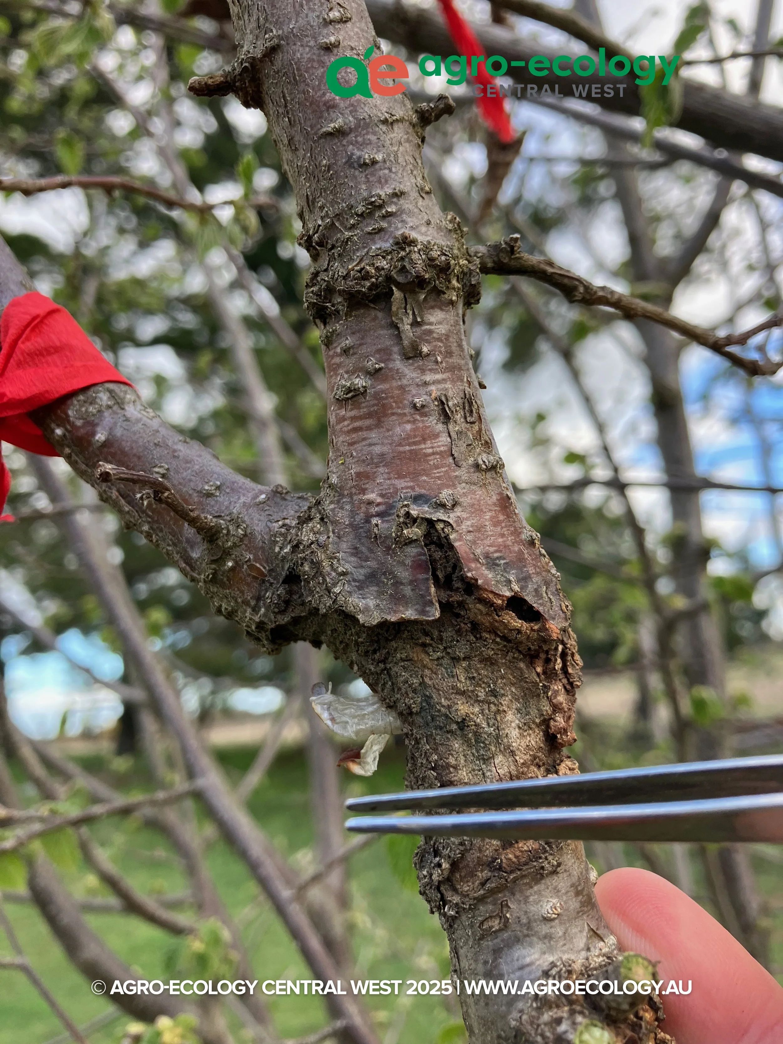 Close-up of a tree trunk with rough bark and some scars, with a person's finger pointing at it, and a wire fence in the background. The image features a logo and text overlay for 'AGRO-ECOLOGY CENTRAL WEST 2025' and a website URL.
