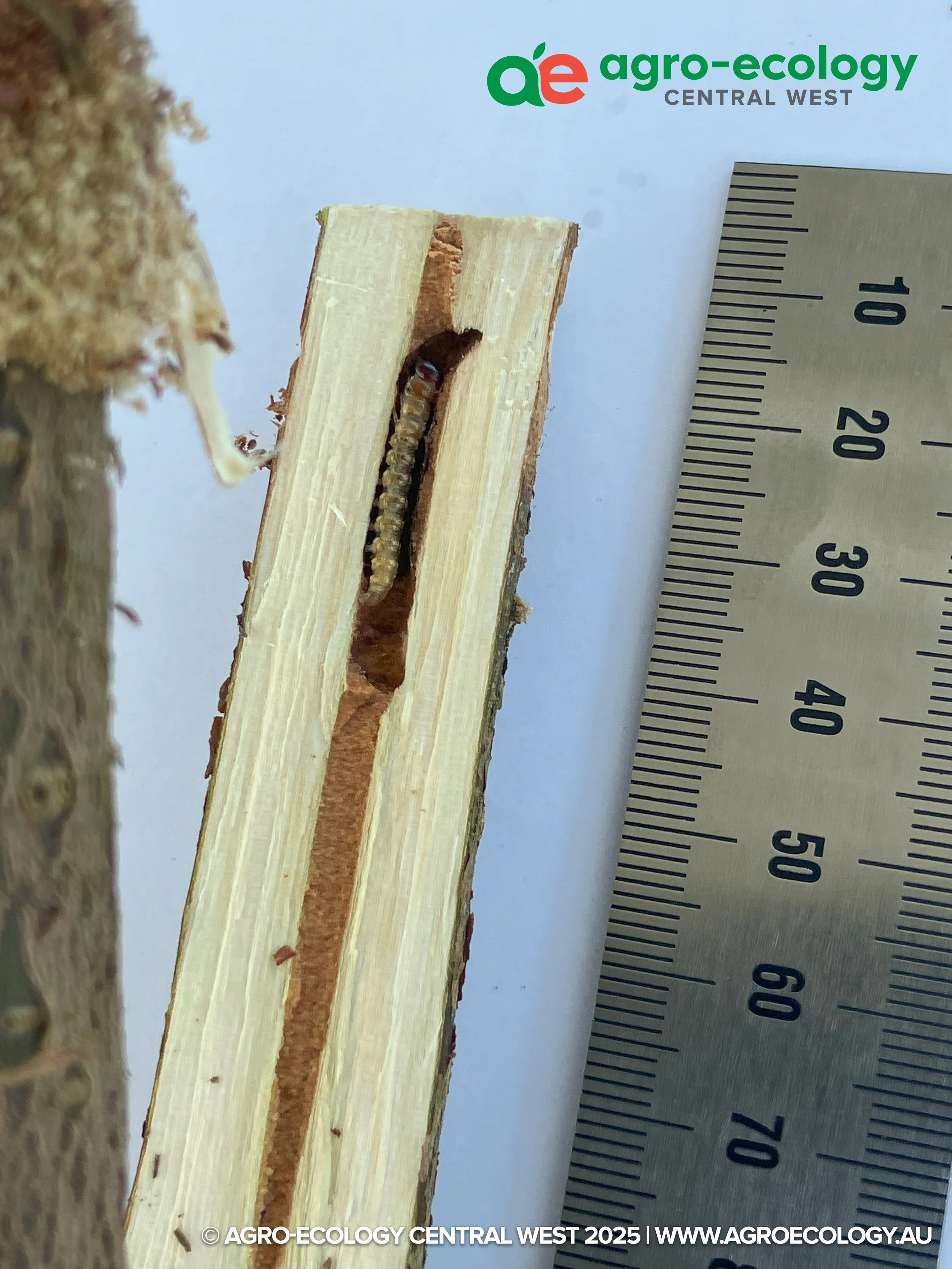 A cross-section of wood with a caterpillar larva inside a hole, next to a ruler for measurement, with an 'agro-ecology central west' logo at the top.