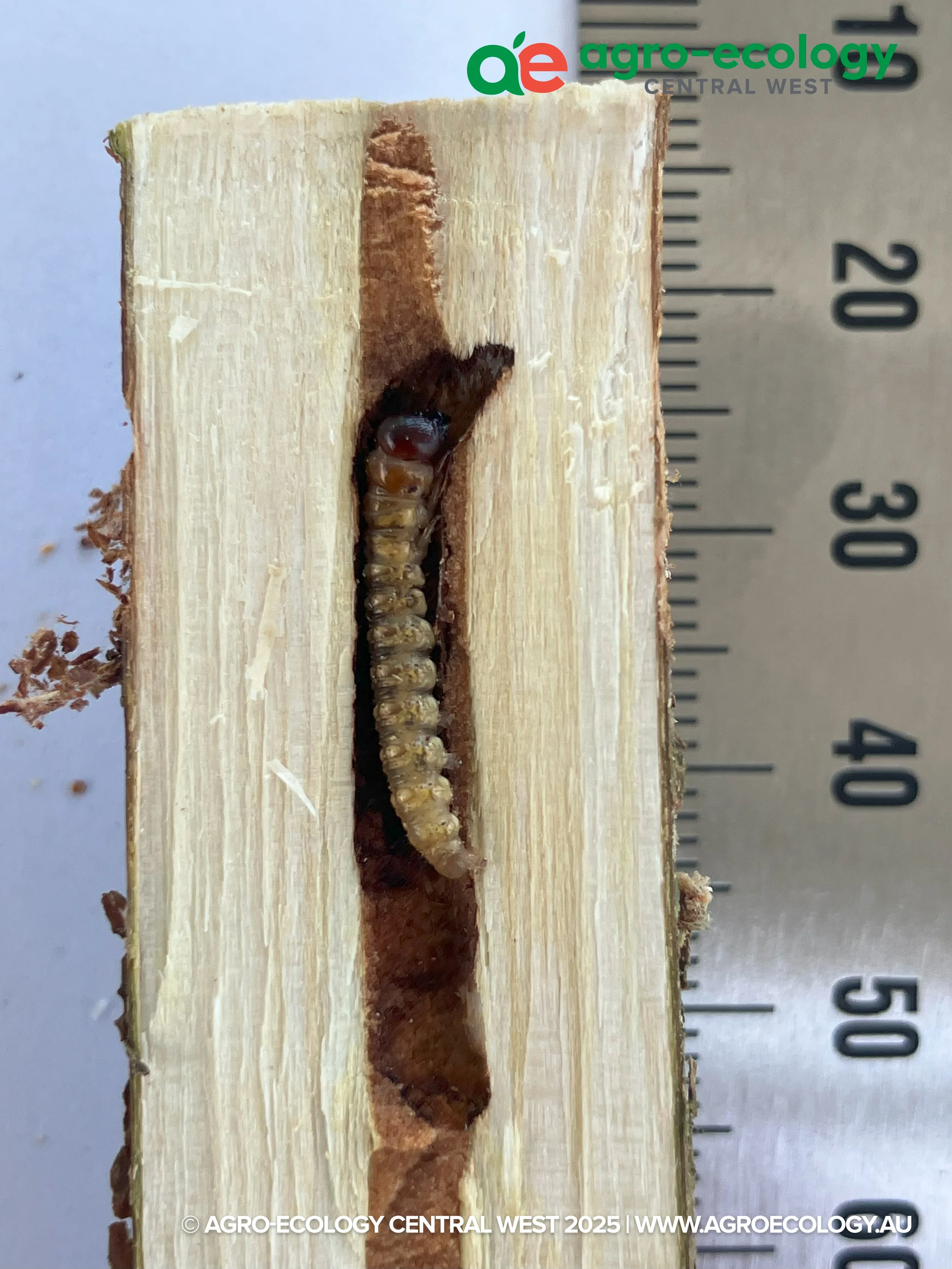A close-up of a wood section cut to reveal a wood borer larva inside, with a scale measuring approximately 50 millimeters in length.