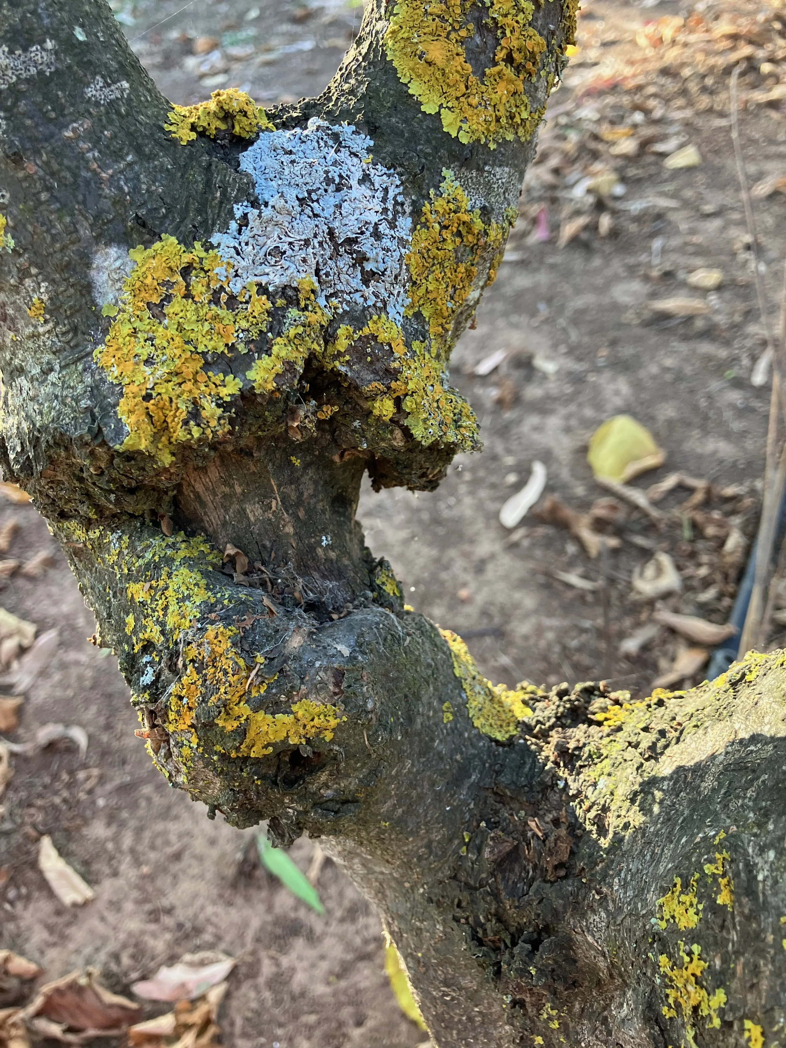 Close-up of a tree trunk and lower branch covered with yellow and gray lichen, with soil and fallen leaves in the background.
