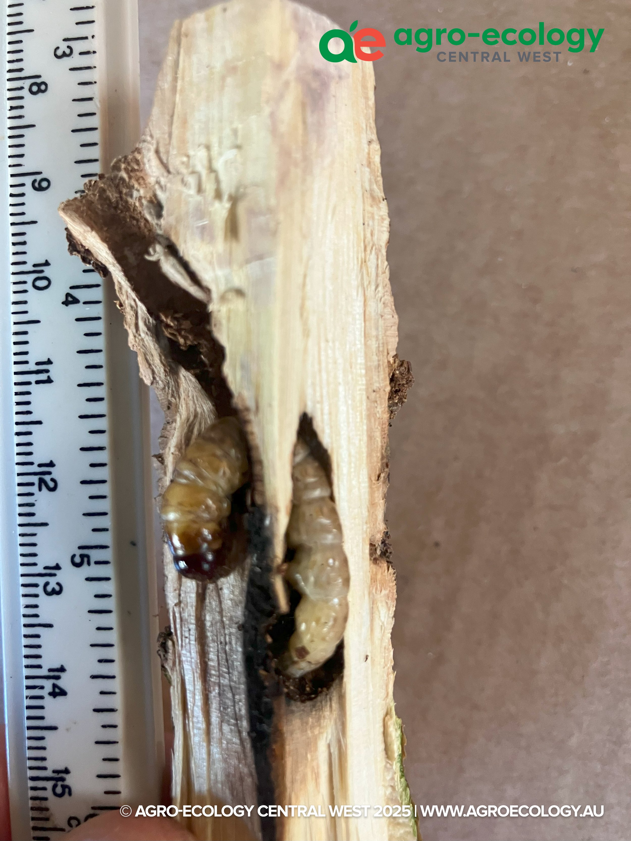 Close-up of a wood piece with a larva or insect inside a burrow, showing a side view of the insect on a wooden surface with a measuring scale next to it.