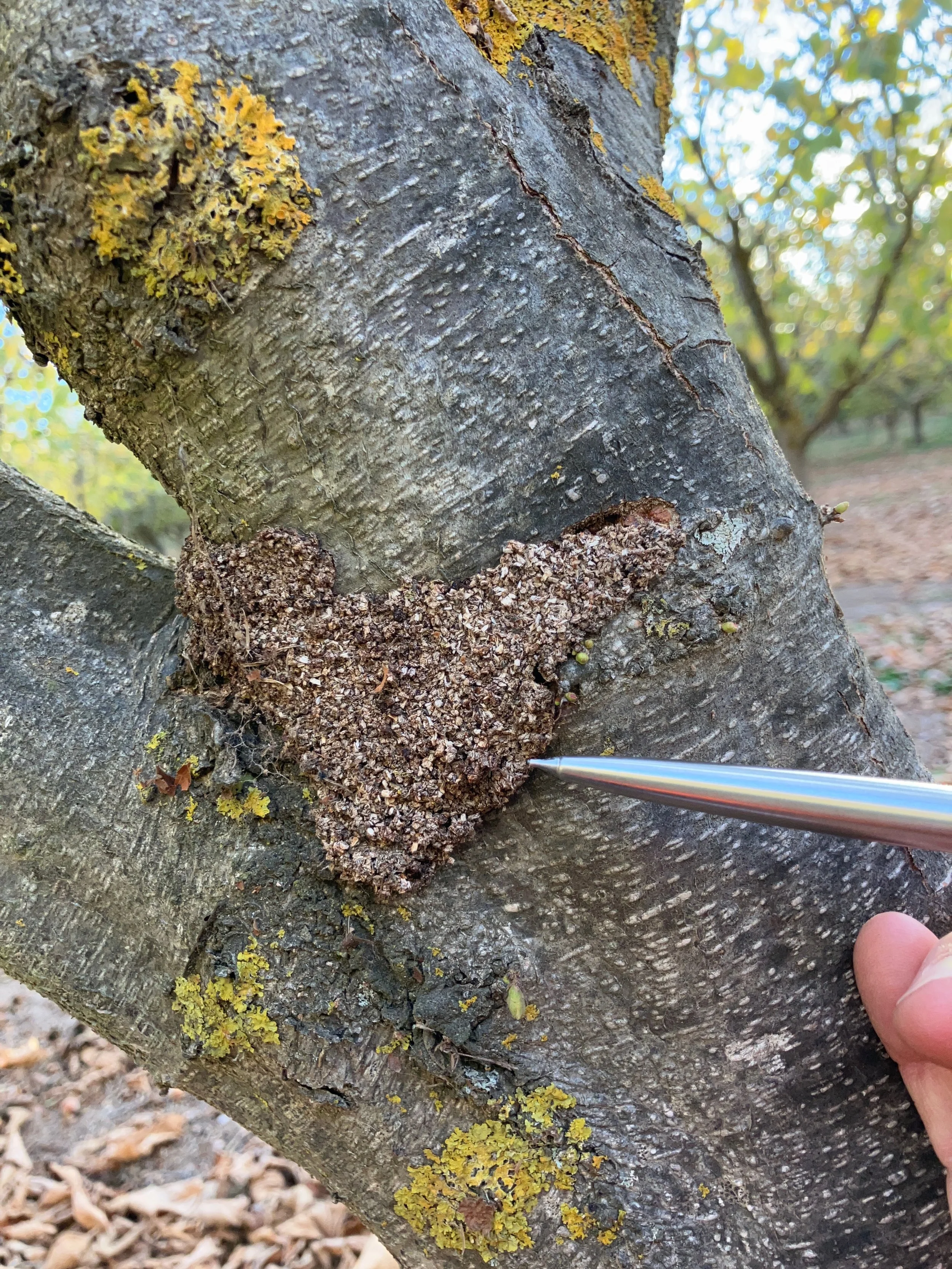 Close-up of a tree trunk with yellow lichen and a beehive or wasp nest at the base of a branch, with a person's finger visible near the bottom right, pointing towards the nest.