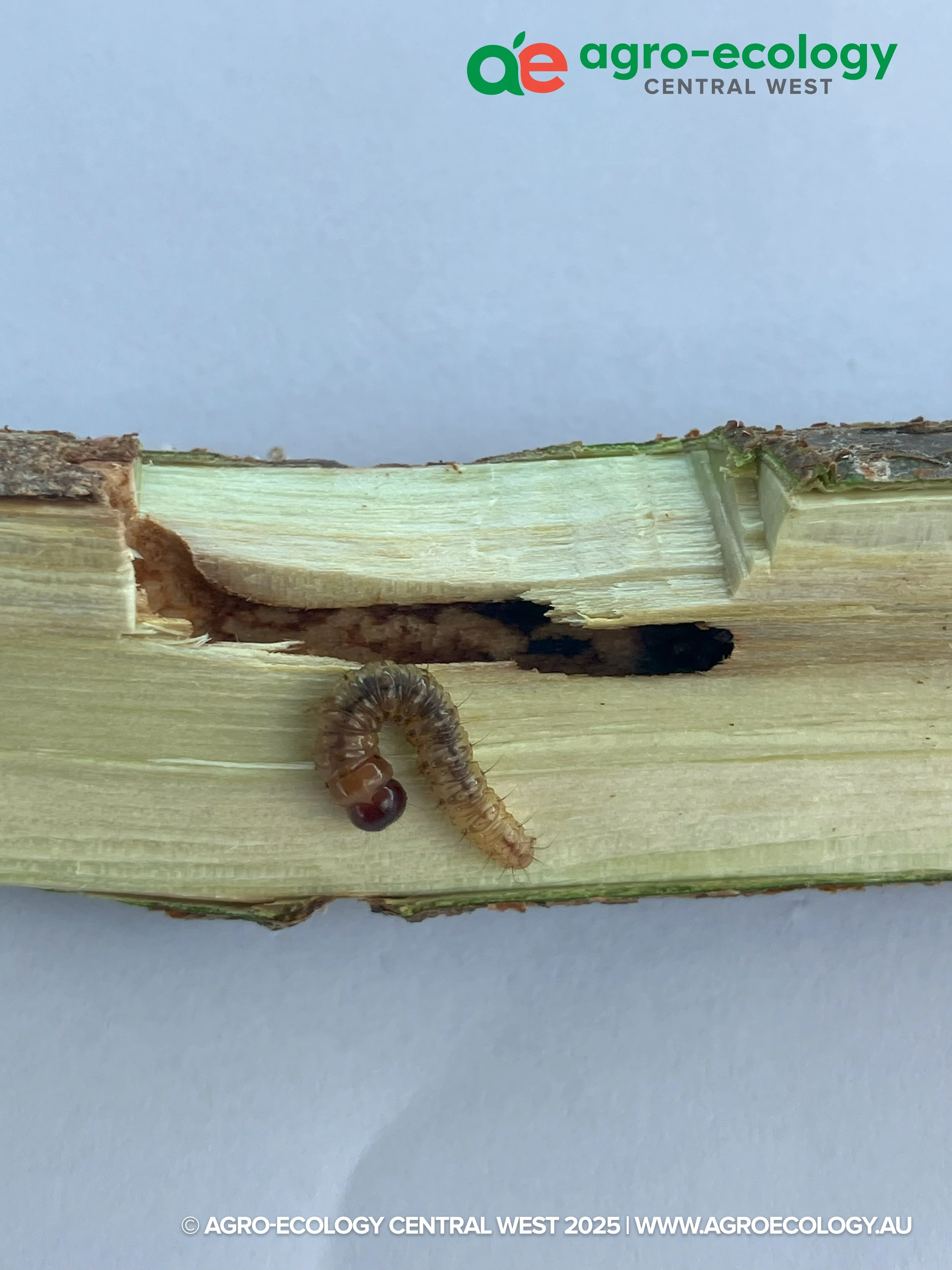 Close-up of a brown and black caterpillar with a rounded tail on a piece of light-colored wood, displaying segments and fine hairs, with a blurred pale grey background and a logo for Agro-Ecology Central West at the top.
