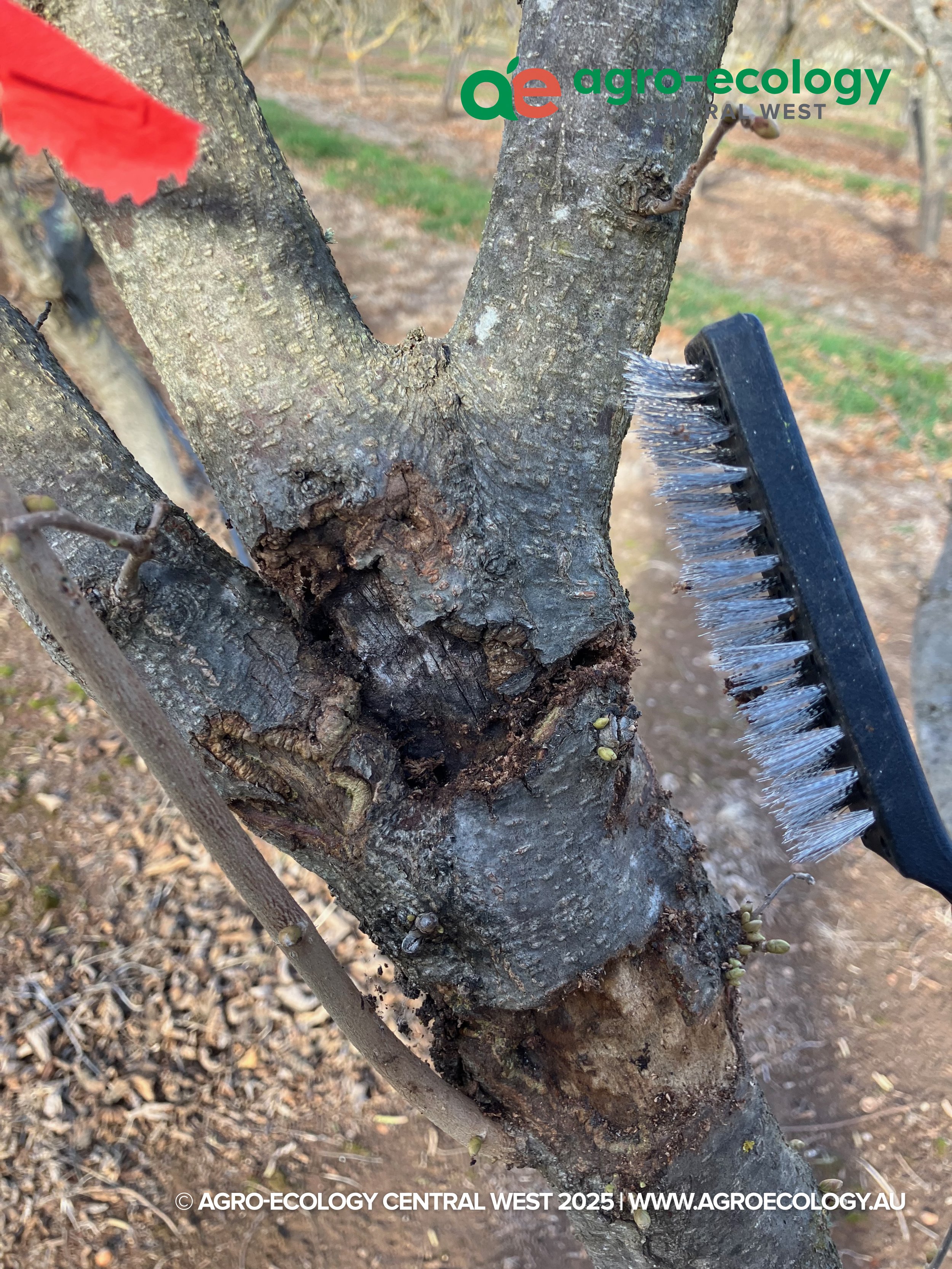 Close-up view of a tree trunk being pruned with a wire-bristle brush, with soil and small plants on the ground, background of an orchard or vineyard, and a red marker on the left side.
