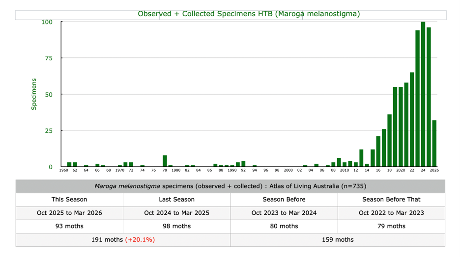 Chart for Observed + Collected Specimens HTB (Maroga melanostigma)