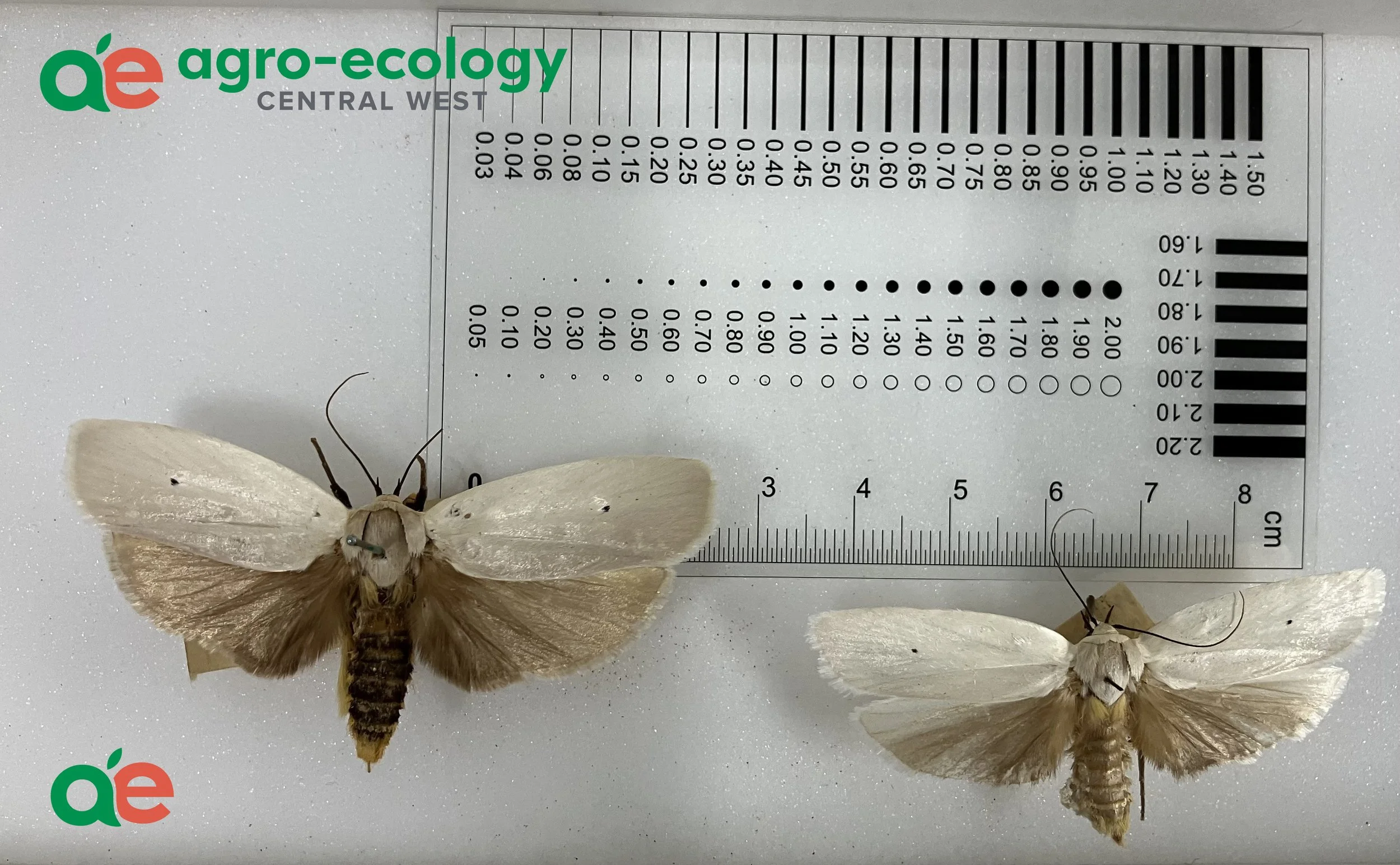 Close-up of three white moths pinned to a white foam board with a measurement scale, with a logo that reads 'agro-ecology' at the top left corner.