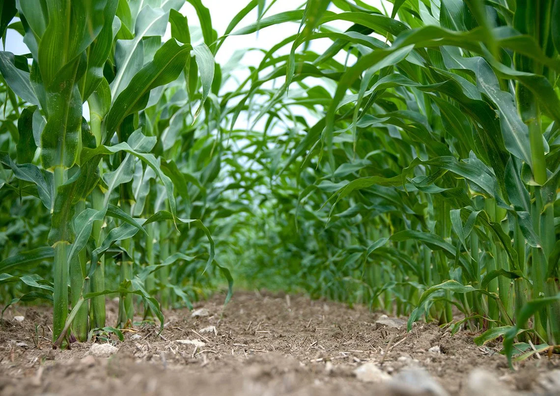 A green cornfield viewed from ground level with rows of tall corn plants and a dirt pathway between them.