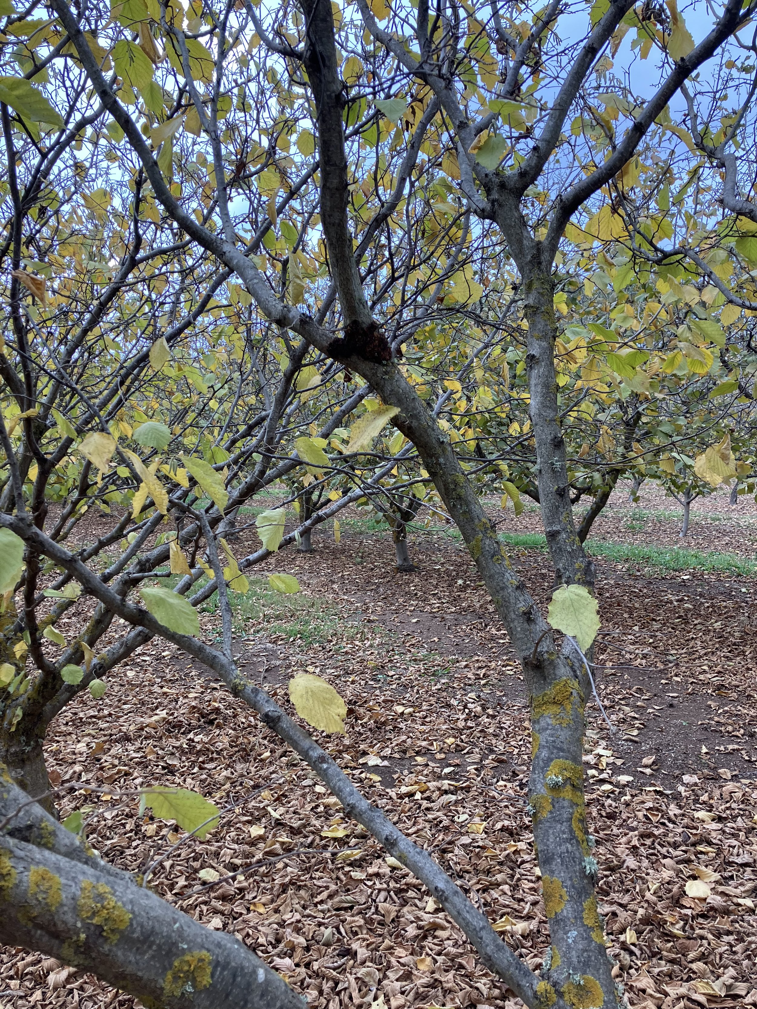 A network of tree branches with yellowing and green leaves, fallen leaves covering the ground, and a blue sky in the background.