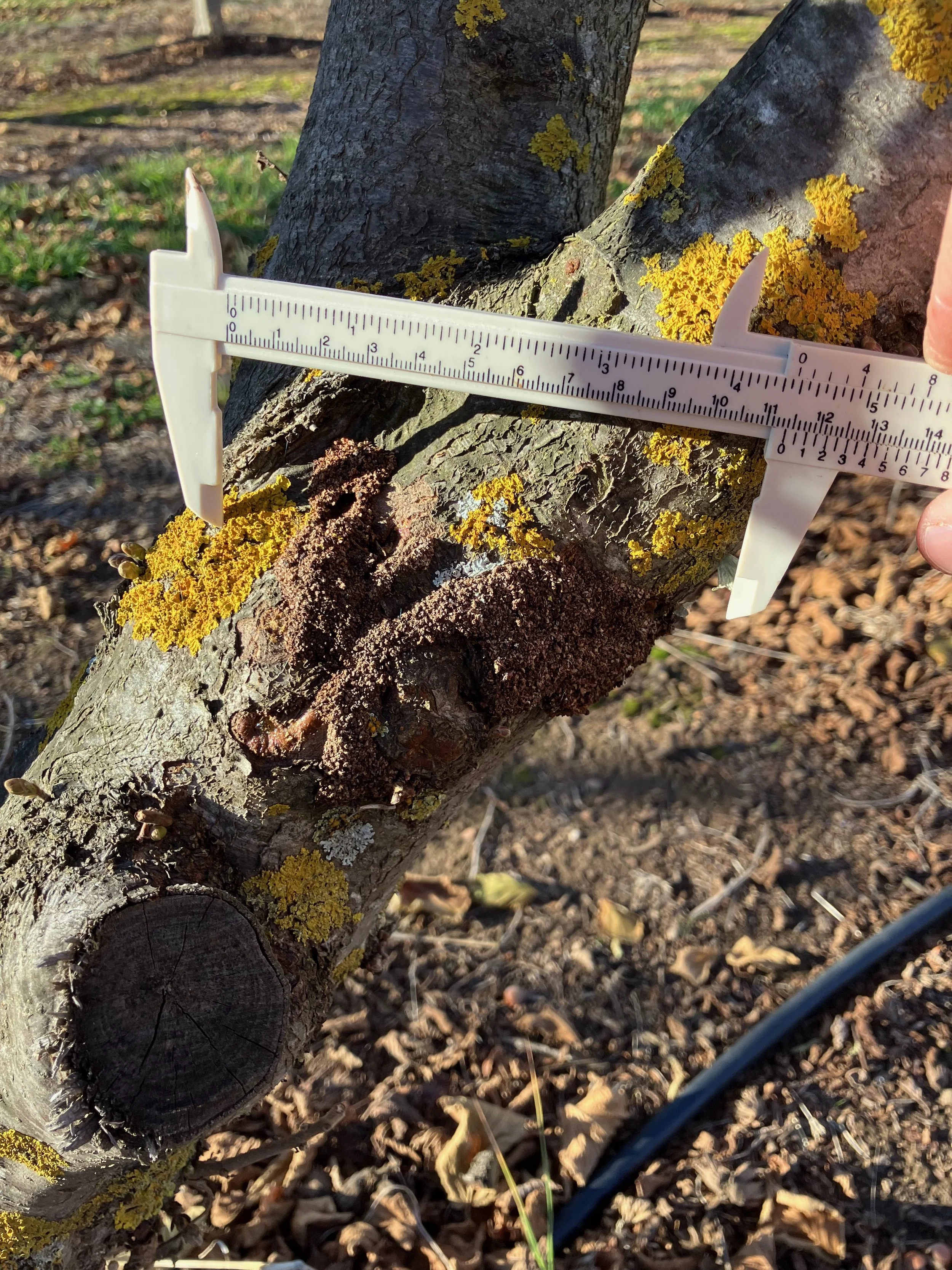 A person using a white measuring caliper to measure the diameter of a tree branch with yellow lichen and moss growth, outdoors with soil and small plants nearby.