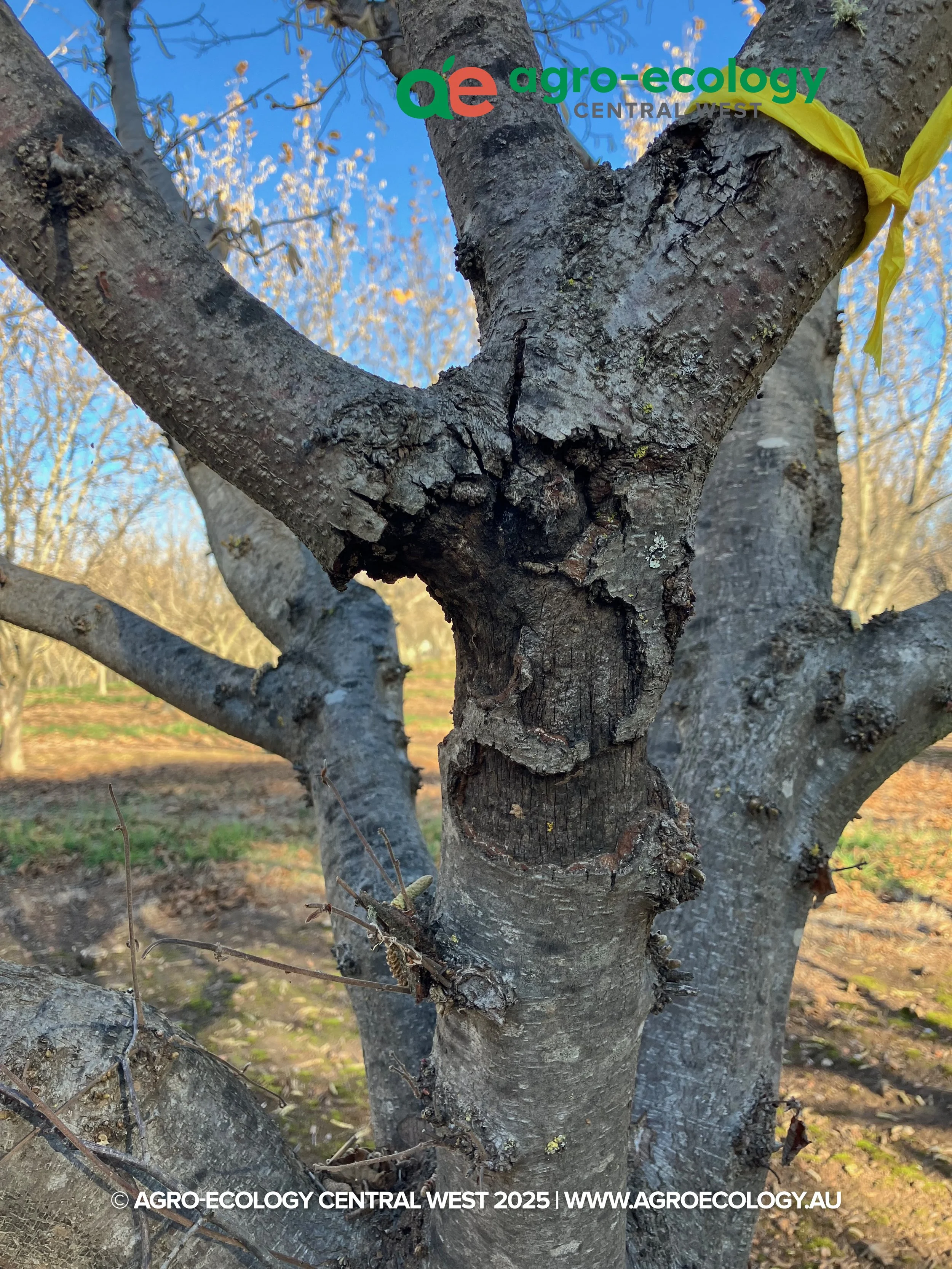 Close-up of a tree trunk with cracked, rough bark, and small branches around it, set in an outdoor environment with clear sky and other trees in the background.