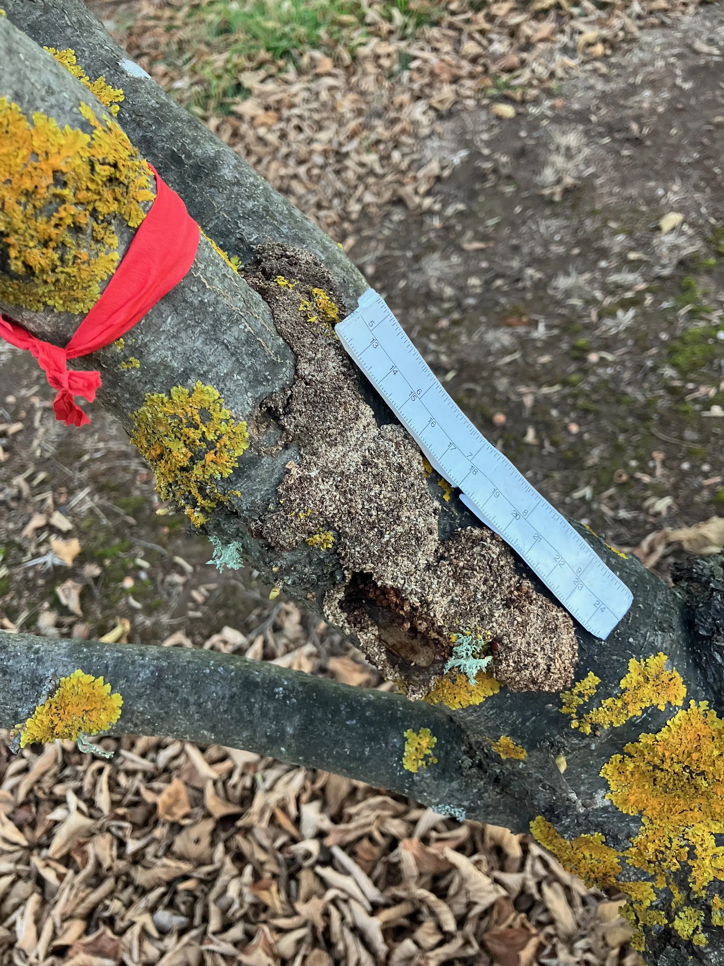 A tree branch with yellow lichen and moss, with a ruler placed alongside to measure its length, on the ground covered with wood chips.