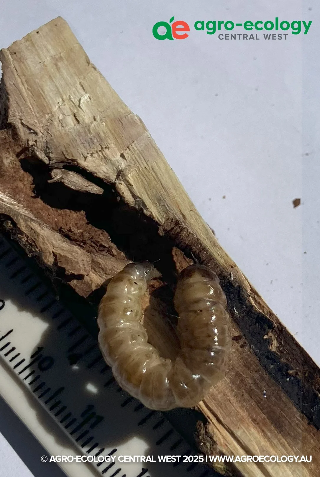 A close-up of two grub larvae on a piece of wood, with a measuring scale partially visible underneath, and a logo for Agro-Ecology Central West at the top.