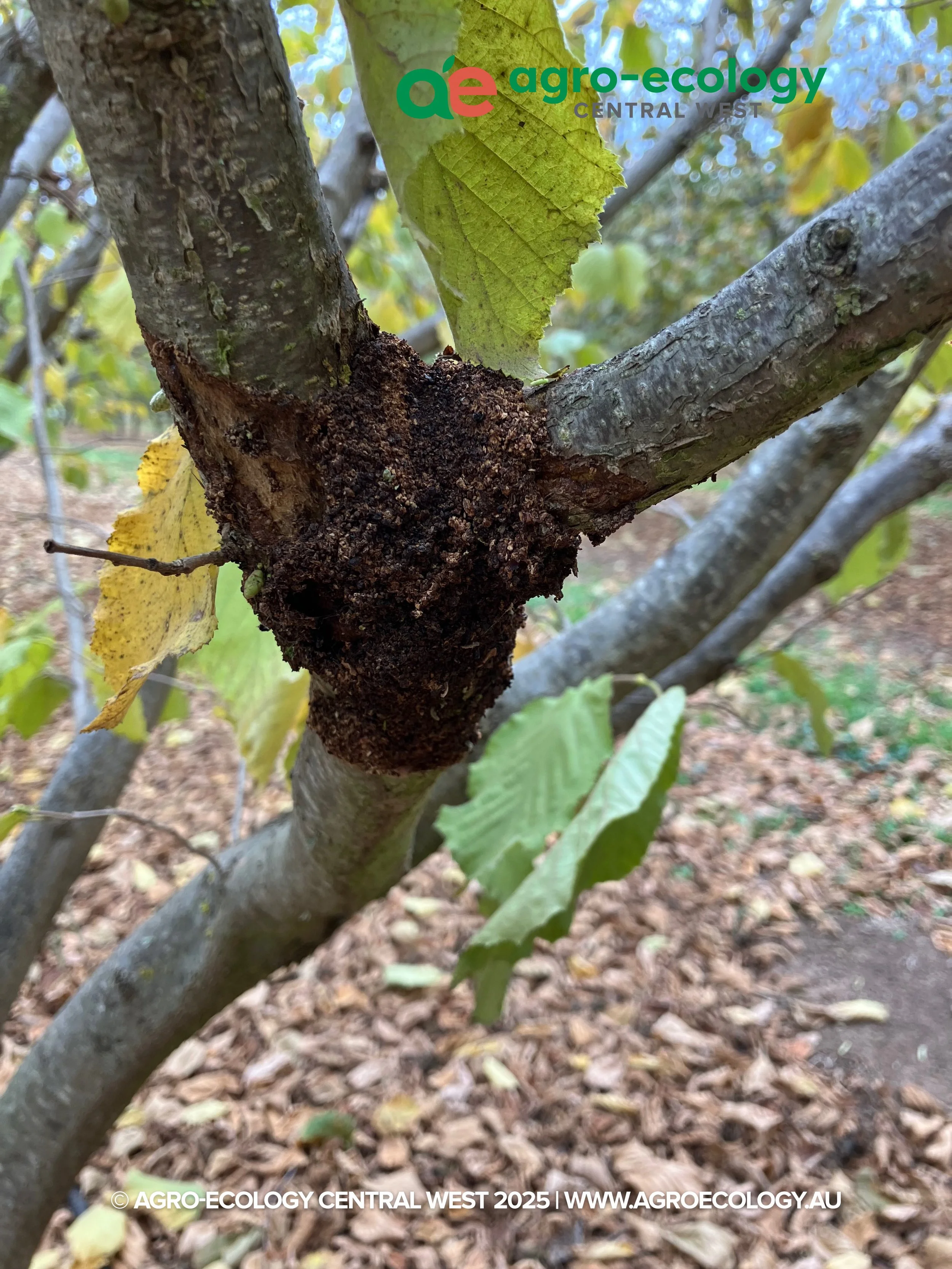 Close-up of a tree branch with a dark brown, rough-corticed trunk and green leaves, in a forest setting with leaf litter on the ground.