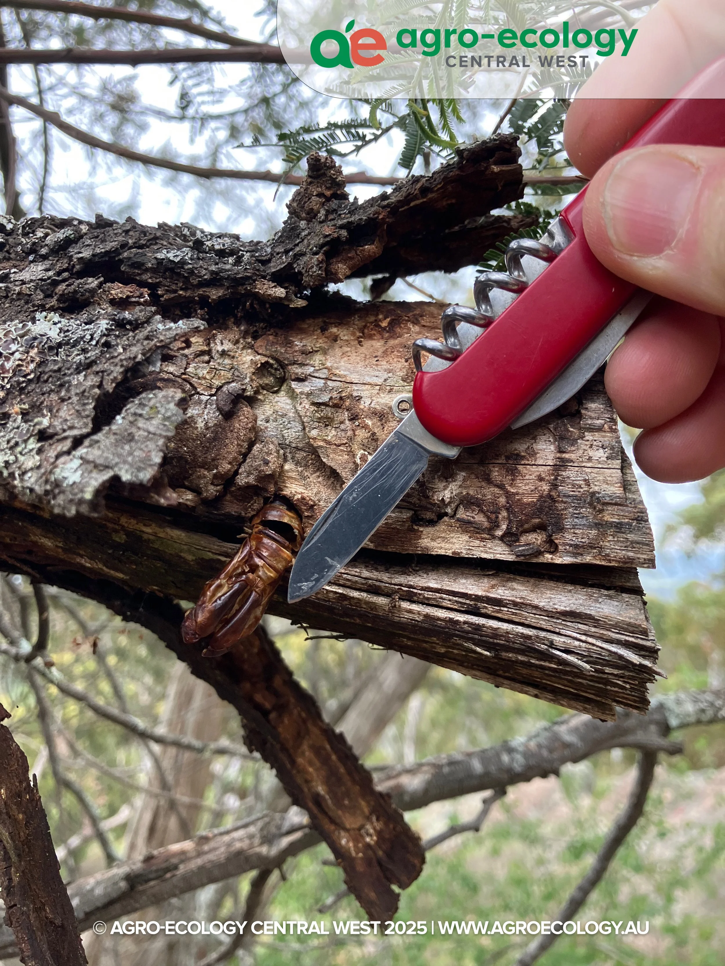 Close-up of a tree branch with a cicada exoskeleton attached, holding a red pocket knife with a partially opened blade.