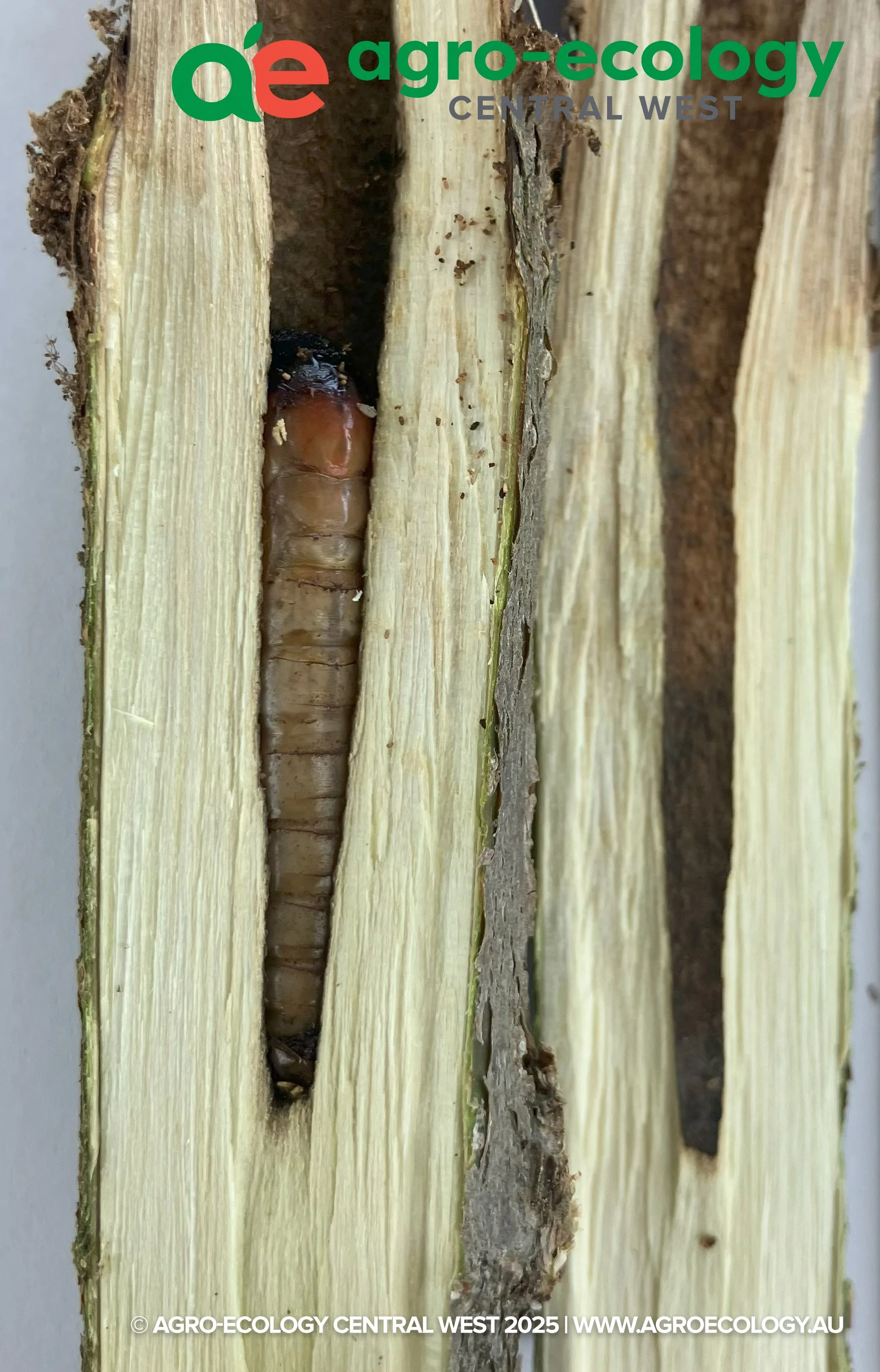 Close-up of a wood surface with a bark beetle emerging from a tunnel in the wood.