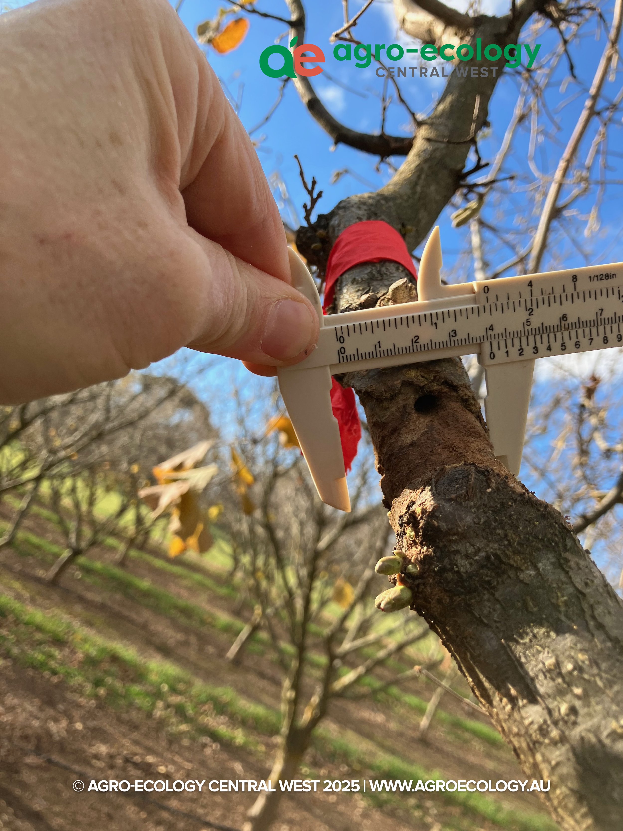 Close-up of a person measuring a tree branch with a ruler during daytime with a clear blue sky. The tree has a red marking around the trunk, indicating it might be part of a study or experiment. The background shows more trees and a grassy area.